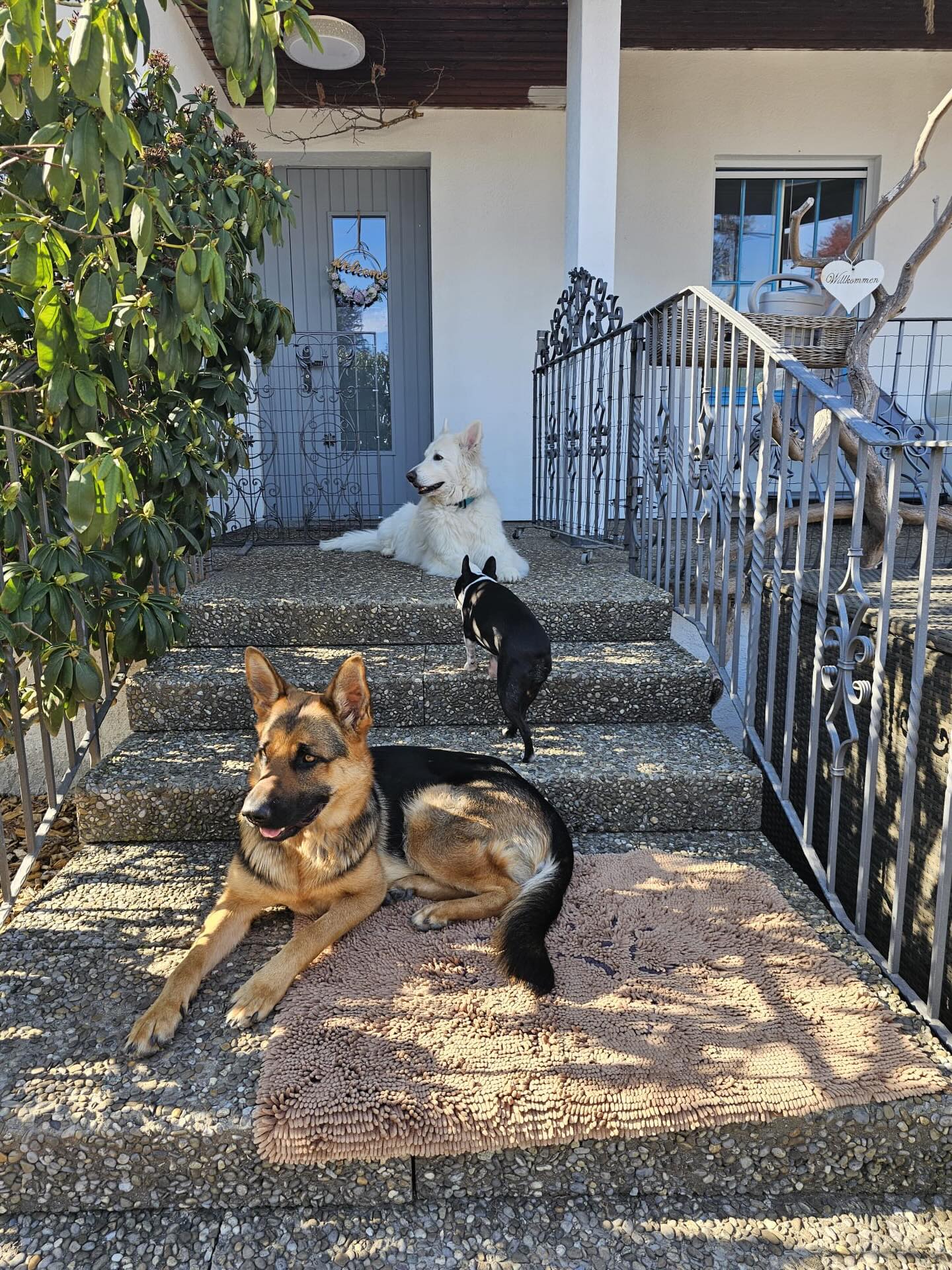 #saroraspfotenstube #