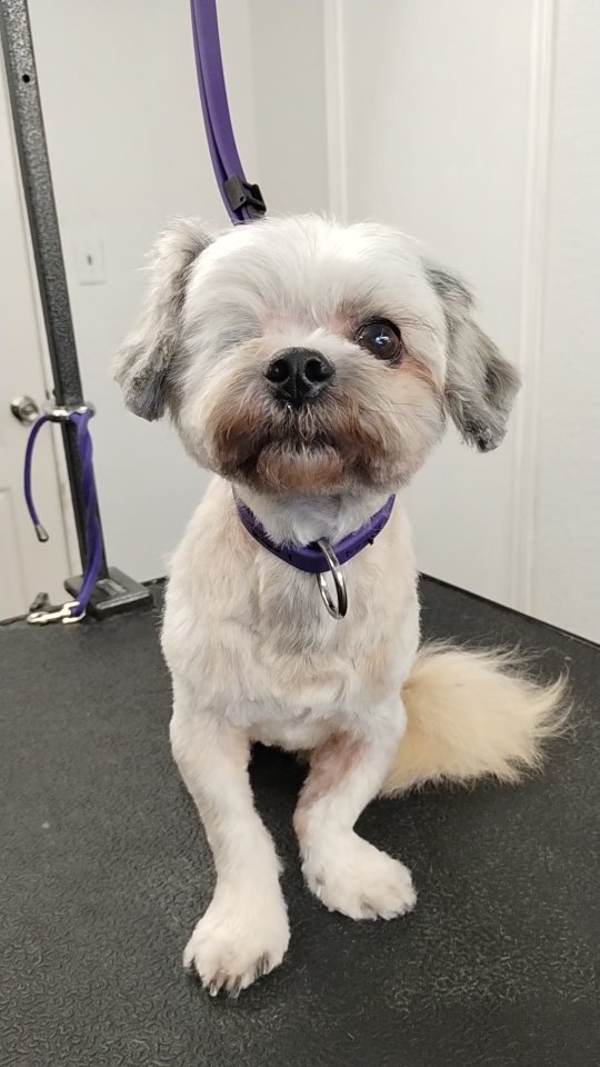 Remi is a tiny, sensitive one-eyed shih tzu who gets all the extra gentle care 💛✨ Slow, calm grooming helps her feel safe, comfortable, and quietly confident.
#shihtzulove #sensitivedog #luxurydoggrooming #sanmarcostx #calmdog