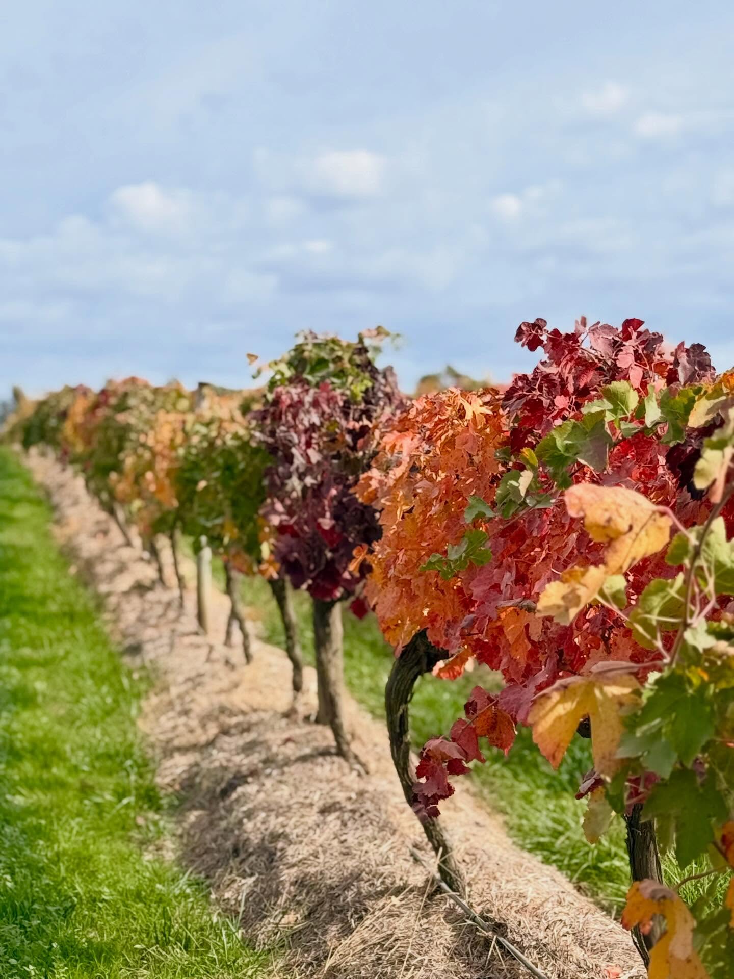 Scion vineyards are simply stunning with all the colours of Autumn. Don’t you just love it!
Autumn is part of the experience.
Let’s visit … again
#uniqueexperience #rutherglen #winetour