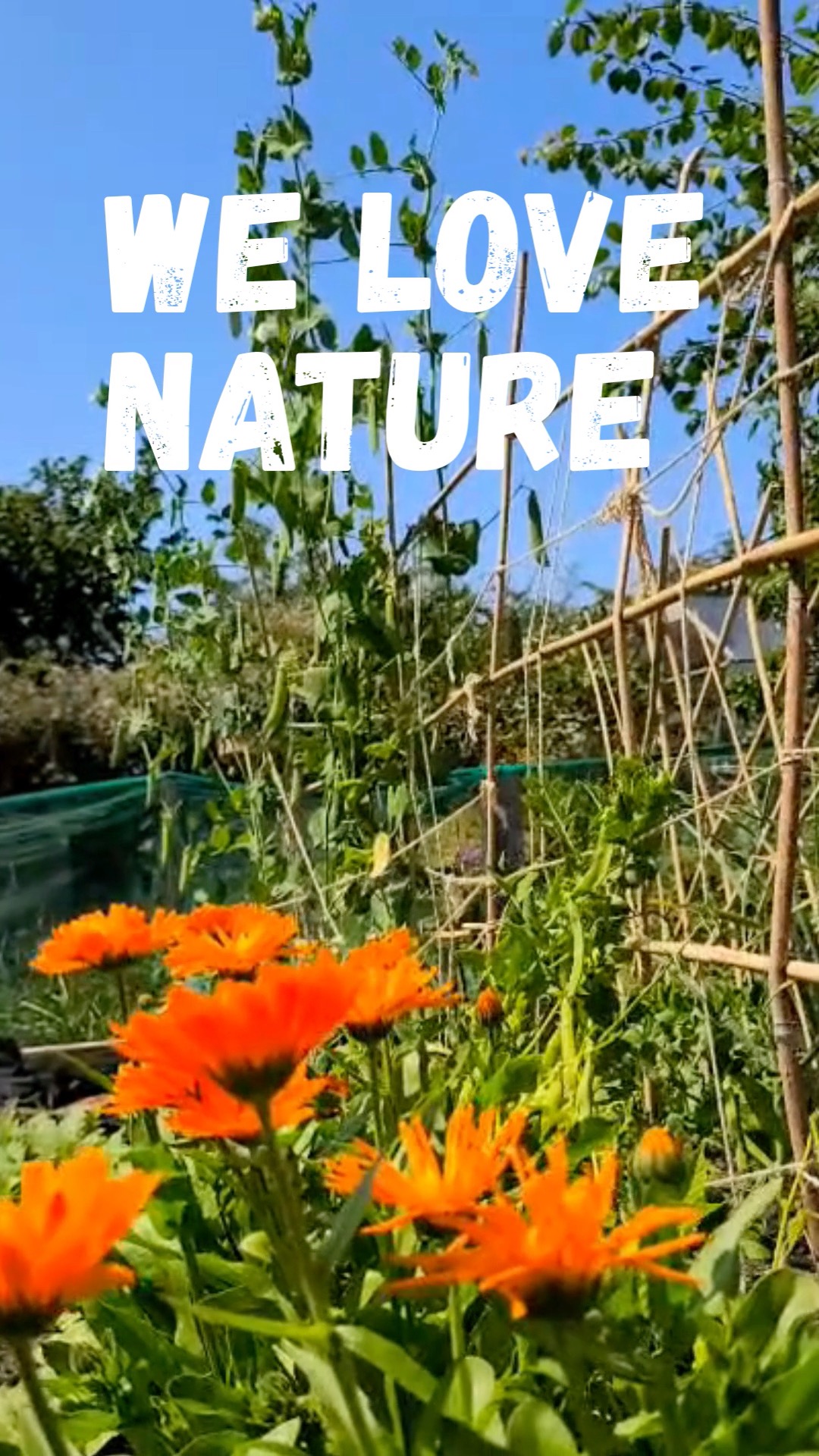🌍 Happy Earth Day

Celebrate with us! Our Earth Day Sale is here — enjoy 10% off all seeds and get planting for a greener future. 🌱
Even better, we’re giving back:
- We’re donating 10% of every sale to Friends of the Earth, supporting their work fighting for climate justice and protecting our environment.
Grow something good for you, your garden and the planet.💚
Support the cause and enjoy some discounted seeds - www.ethicalorganicseeds.co.uk
#EarthDay #GrowYourOwn #SustainableLiving #OrganicGardening #ClimateAction