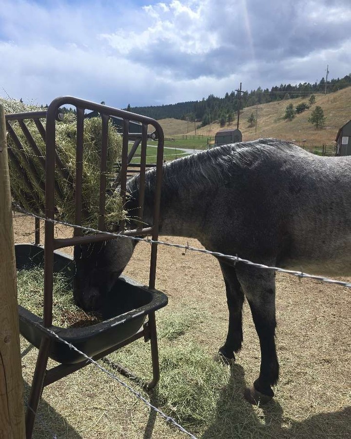 A snack and a pat: the simple joys of a horse. ๐ด๐ฉต
#Woofhoofmew #morrisoncolorado #conifercolorado #conifercolorado #evergreencolorado #horses #farmsitting