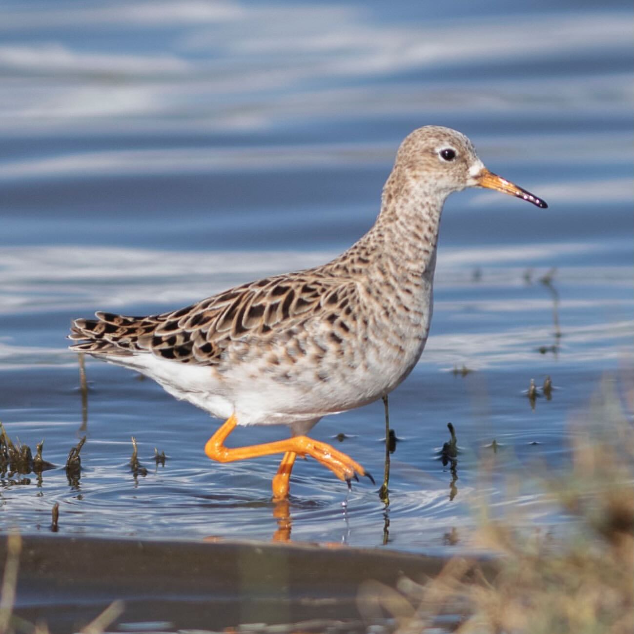 Wings Across Continents
Every year, migratory birds arrive in Lake Ndutu in Serengeti National Park, finding food and rest in these peaceful wetlands.
These seasonal waters are important for the survival of many bird species during their long journey across continents.
✨ Protect nature. Protect migration.
📲 https://wa.me/255744391567
🌍 http://www.meilleurtours.com
#MeilleurTours #LakeNdutu #Serengeti #BirdMigration #TanzaniaSafari