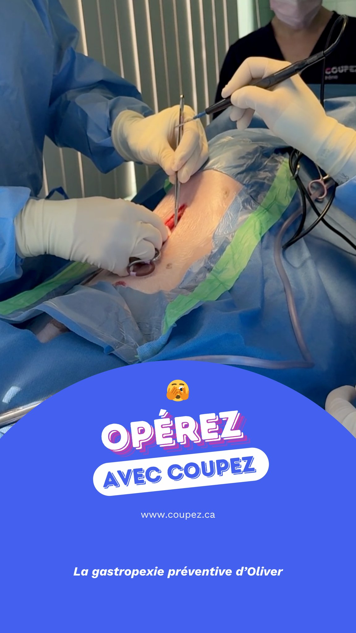 La gastropexie est une chirurgie qui consiste à fixer l’estomac à la paroi abdominale afin de prévenir la torsion gastrique, une condition grave, voir mortelle si non traitée.
C’est une intervention préventive recommandée chez les chiens de grandes et très grandes races, et plus particulièrement celles à thorax profond (« deep chested »).
Récemment, nous avons réalisé celle d’Oliver, un caniche croisé de 36 kg. Sa propriétaire peut maintenant avoir l’esprit tranquille face au risque de torsion gastrique.
Merci à l’Hôpital vétérinaire Baker pour leur accueil, et à la propriétaire d’Oliver pour sa confiance! 💙