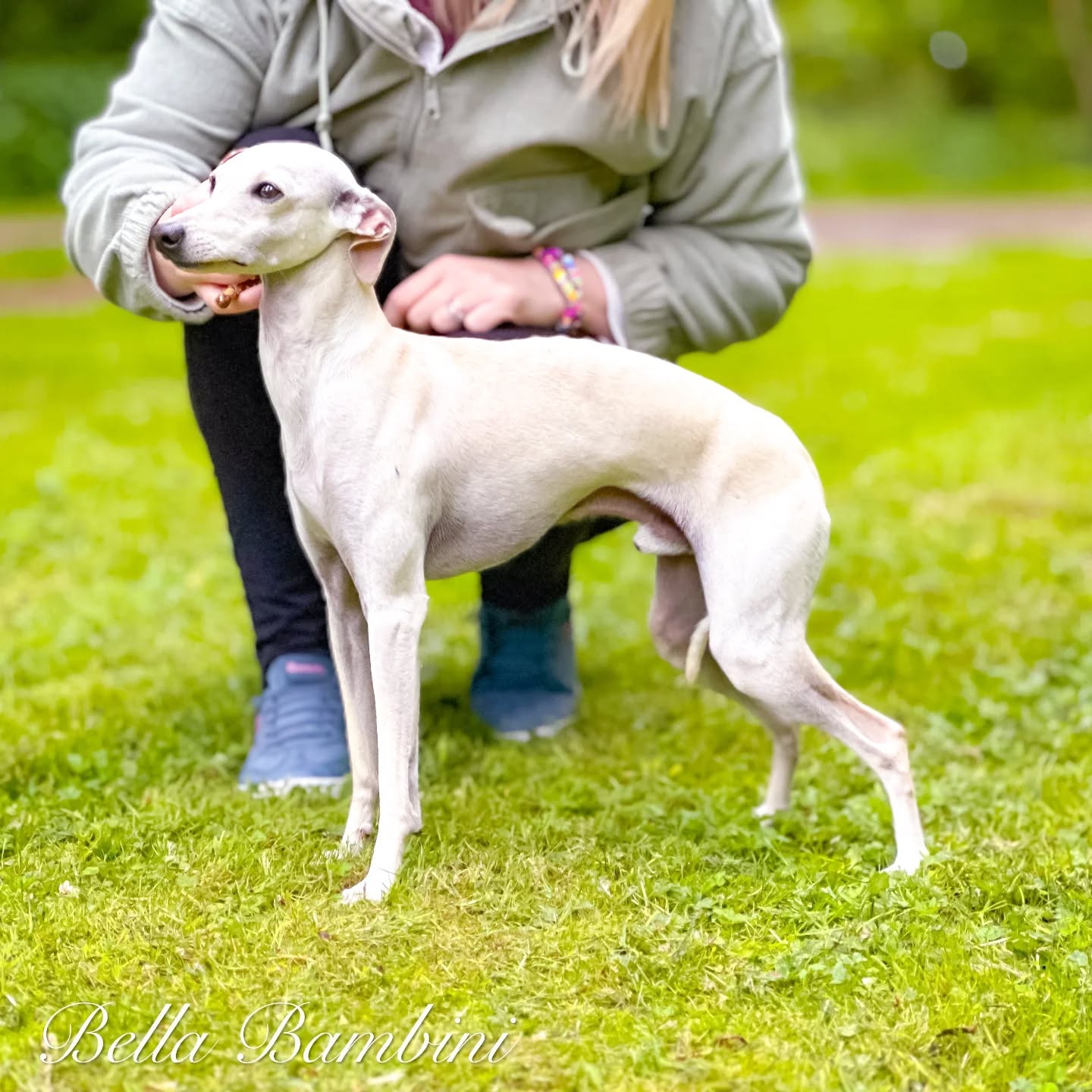 Filou 🐾🩵
Lisbon Lion Inside Out 💠
DOB:21.11.2024
Breeder: @lisbon_lion_kennel @massimo.perego.75
Breed archiv l Link 🔗
https://italiangreyhound.breedarchive.com/animal/view/lisbon-lion-inside-out-ae5ee998-a471-48cf-9c83-62b4fbaee250