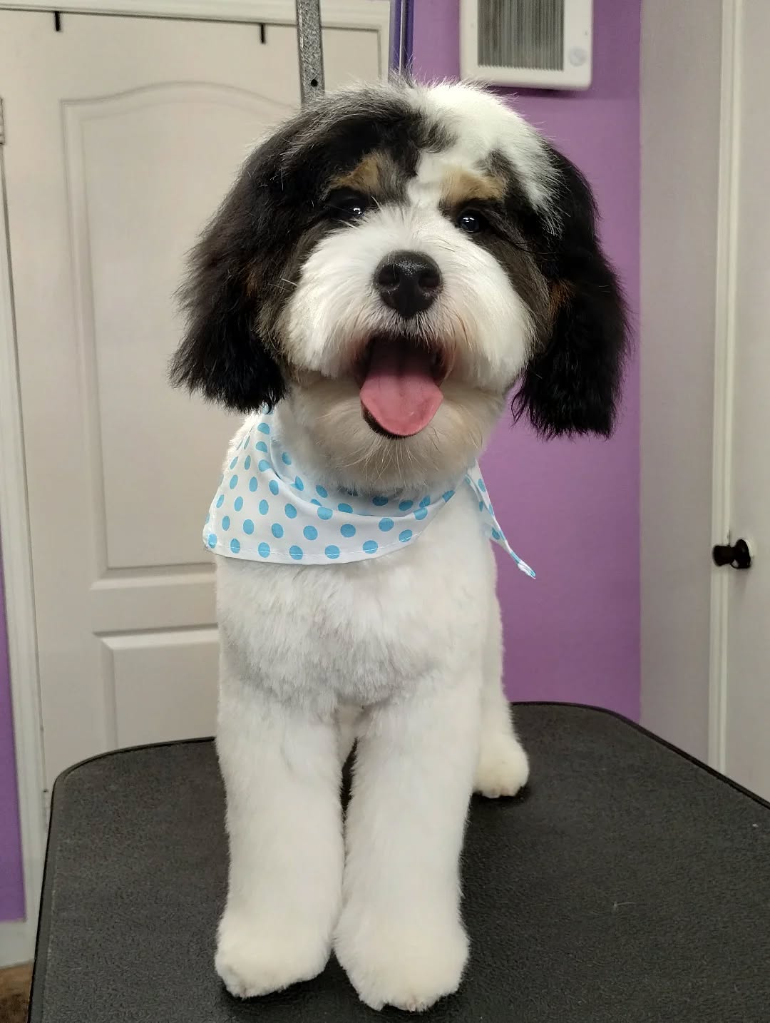 Cooper and his little brother come in every 6 weeks like clockwork because they’re truly their mom’s little babies 💛✨ Consistent spa days keep them soft, comfortable, and always looking their best.
#bernedoodle #luxurydoggrooming #routinegrooming #sanmarcostx #pamperedpup
