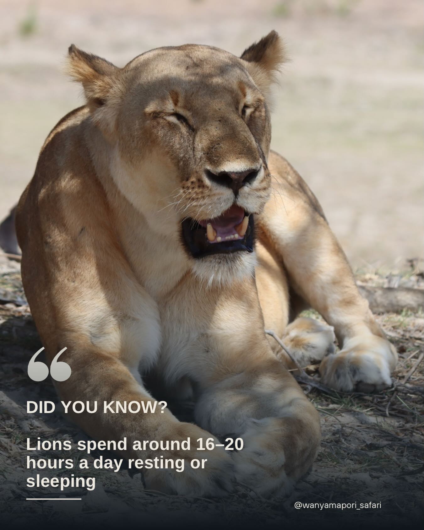 Strength, pride, and the spirit of the wild.”
#safari #lions #wildlife #camp #tanzania