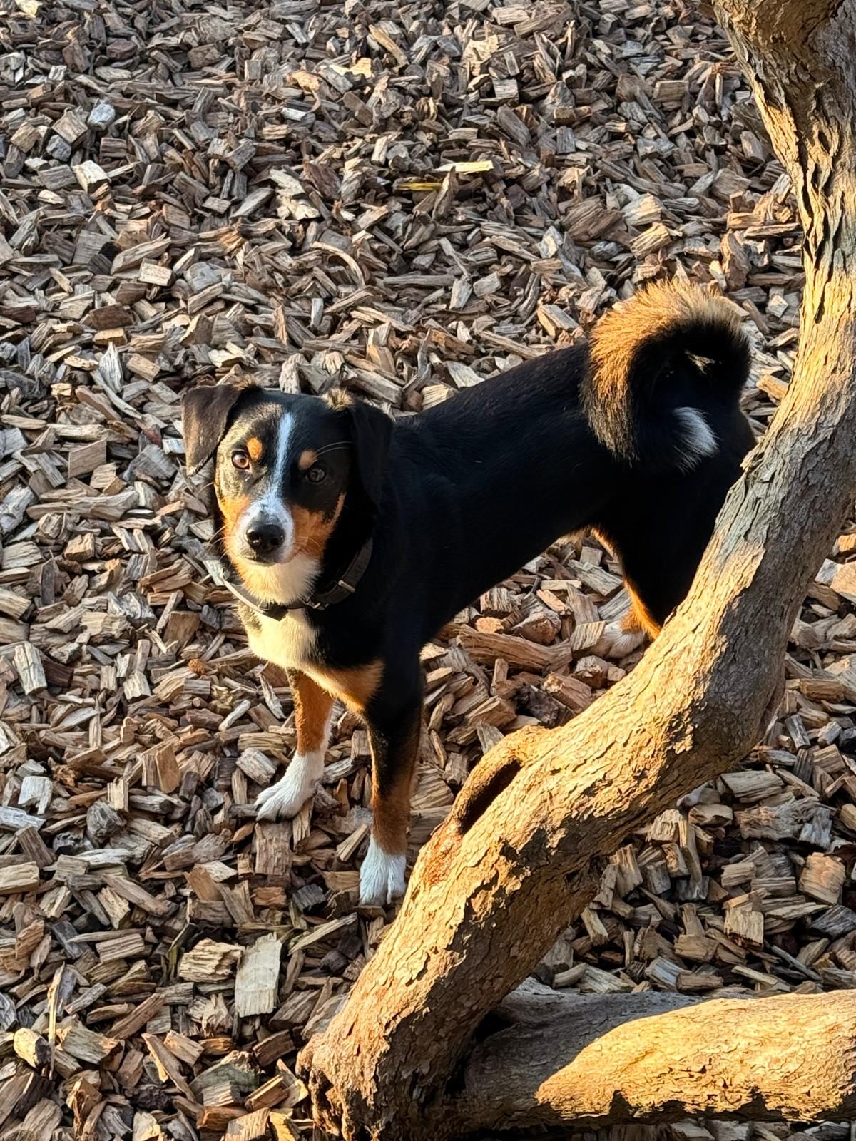 #saroraspfotenstube #