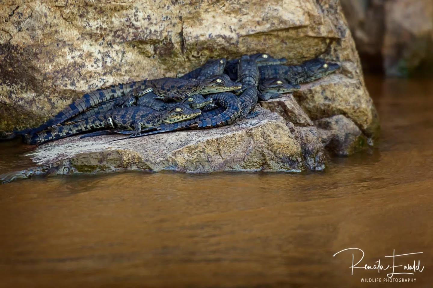 Newborn baby crocodiles lying together on the rocks clutching onto each other. It's not something I have seen in the wild like this before. It's definitely a once in a lifetime experience!
Only 1-2 of these baby crocodiles will make it to adulthood.
The mom was guarding her young up close to the rocks in the water, keeping her gaze on us the whole time.
An absolute amazing sighting!
#nature
#crocodiles
#massingirdam
#olifantsriver
#kedibonesafarifamily
@renataewaldwildlifephotography
@karinganimozambique