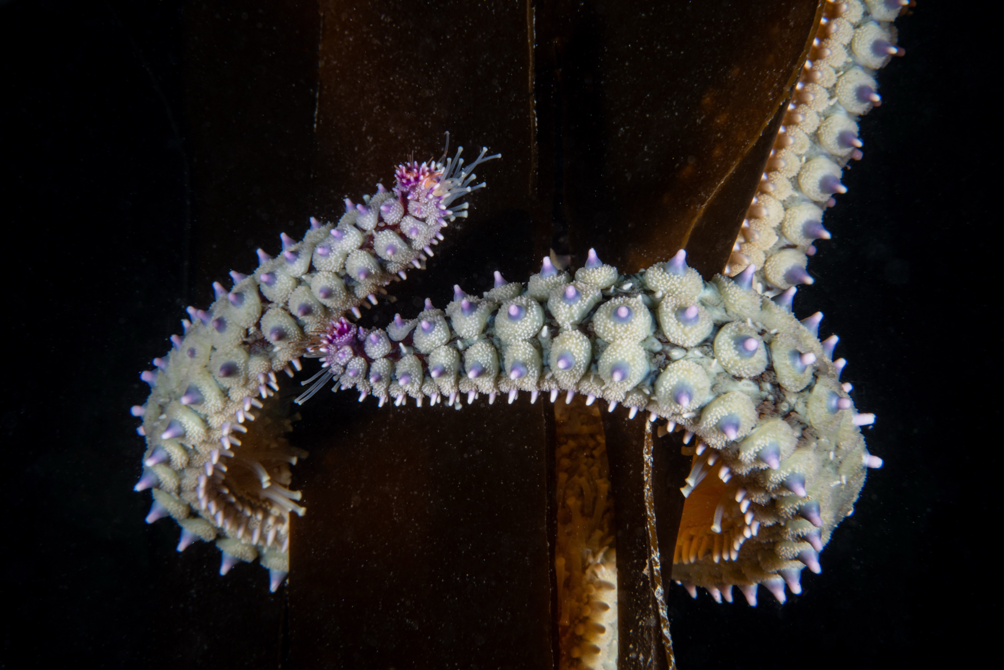Whilst at Porthkerris we found this Spiny starfish hugging some kelp. Something quite pretty about the way it’s holding on
@porthkerris.divers
@nauticamhousings
@nikoneurope
Shot on the Nikon Z8
#diving #underwater #photography #cornwall #oceanlife