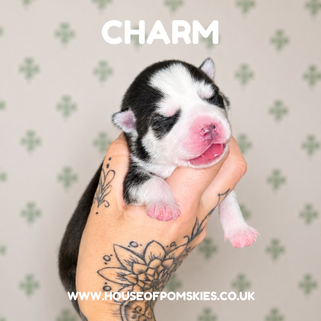 Happy 1 Week Old to Orla’s Irish pups! 🐶🍀
Five truly perfect puppies. So excited to see how they develop as the weeks go on 🐾🖤
www.houseofpomskies.co.uk
#pomsky #pomskiesofig #picoftheday #pupoftheday #pomskybreederuk