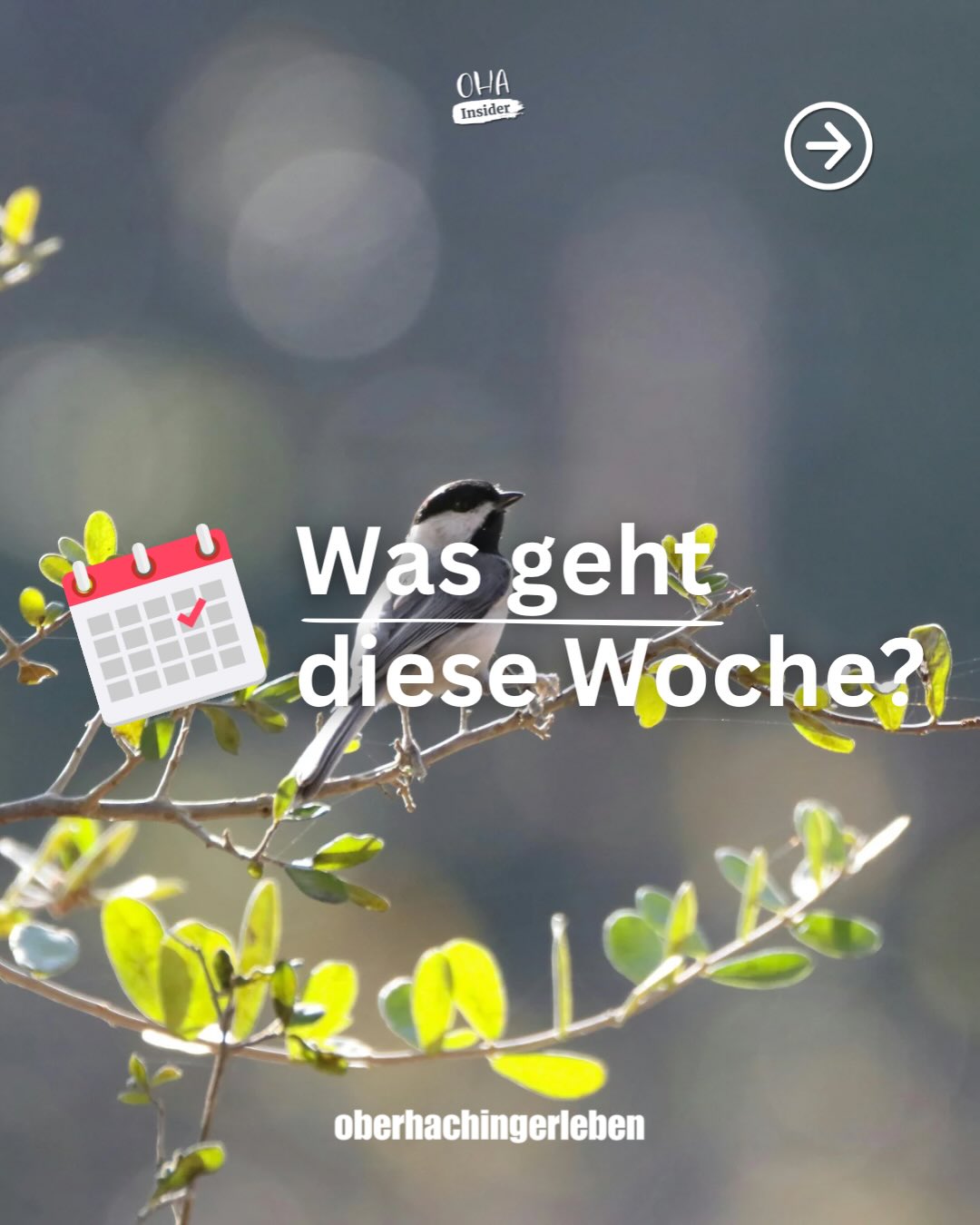 Eine neue, vollgepackte Woche hat in Oberhaching gestartet! 💪✨
Wir wünschen euch einen erfolgreichen Start und ganz viel Energie für die kommenden Tage! 🚀
#wochenkalender #wasgeht #veranstaltungen #oberhaching #gvo