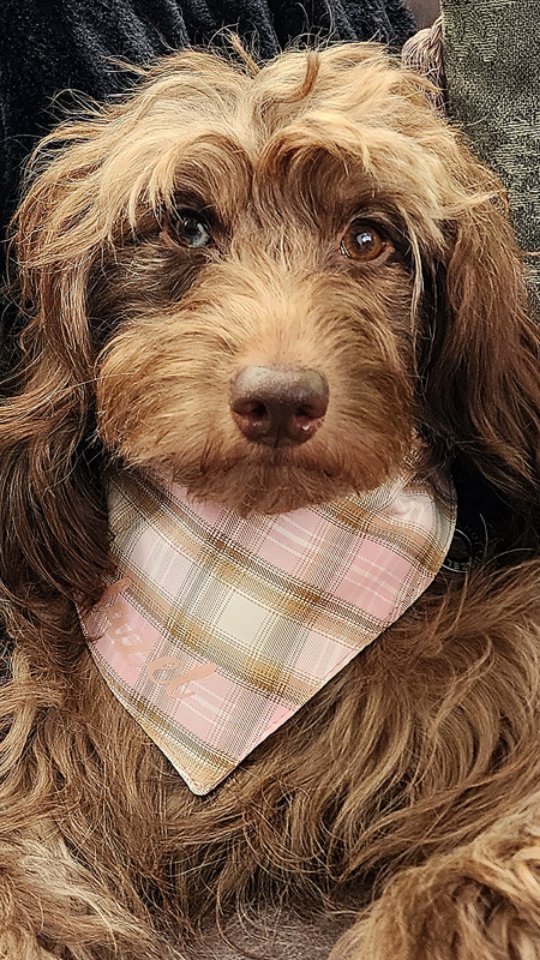 Introducing Pink Plaid 💗 and a little personalisation moment we couldn't keep to ourselves. Soft pastel pink and warm neutral tones in a classic plaid - the kind of design that feels classic rather than trendy. Light cotton front in the most gentle pink palette and a 100% duck cotton fabric in the colour dusty rose on the reverse. Considered. Quietly gorgeous.
And then there is the personalisation.
We know not everyone wants their dogs name on their bandana and honestly we get it. But when you find the right font, the right colour, the right placement? It becomes something else entirely. Hazelnut's bandana has her name in the colour rose gold, in Bold Calligraphy Font, on the side edge and in person it catches the light in the most beautiful way. No offset. Just the name, sitting softly against the plaid like it was always meant to be there. This is what minimalist personalisation looks like when it suits the bandana rather than shouting over it - which is all personal preference.
All our Bandanas can be personalised with your pets name. Choose a Font and colour, add an offset or not and position centred or side edge. We have curated 4 Font options to make the process simple - and if you are not sure on colours, we can choose something that works beautifully on your design for you.
Cotton front, 100% duck cotton in the colour Dusty Rose on the reverse. Reversible. Sizes XXS-L with double Kam Snaps.
Shop now at www.hendricksandmaple.com
#personaliseddogbandana #dogbandana #plaiddogbandana #handmadedogaccessories #dogsofinstagram