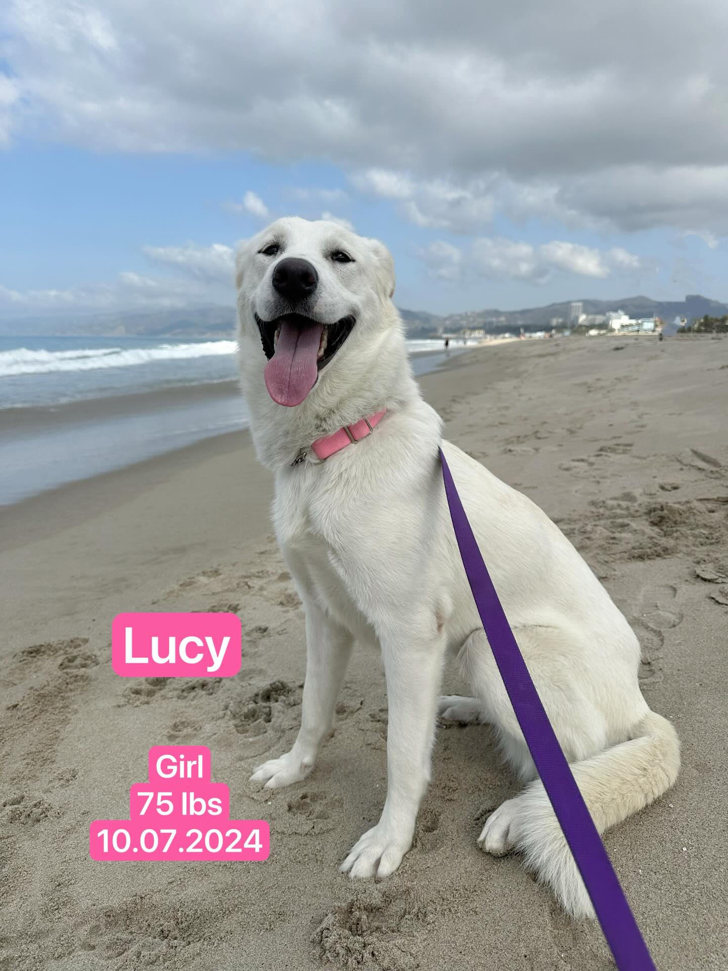 Adorable Lucy is about 14–15 months old and as sweet as they come. A little shy at first, she’s learning every day that love and kindness build trust—and she’s making beautiful progress. She loves her walks and is perfectly content just being near her person or the company of another dog that she can have a little wrestle with.
With her graceful white coat and bright, smiling eyes, Lucy will quietly steal your heart.
She is ready for her forever home & available to meet.
Please contact Margo 303-667-7622