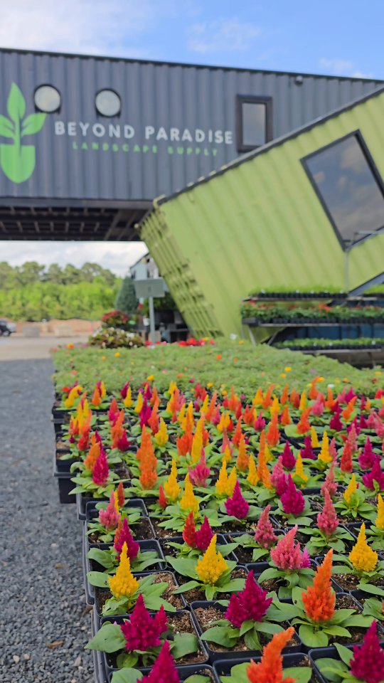 Restock! 🌸
•Celosia
•Vincas
•Verbena
•Dianthus
•Portulaca
•Colues
•Begonia
AT 23920 FM2978 Tomball, TX 77375