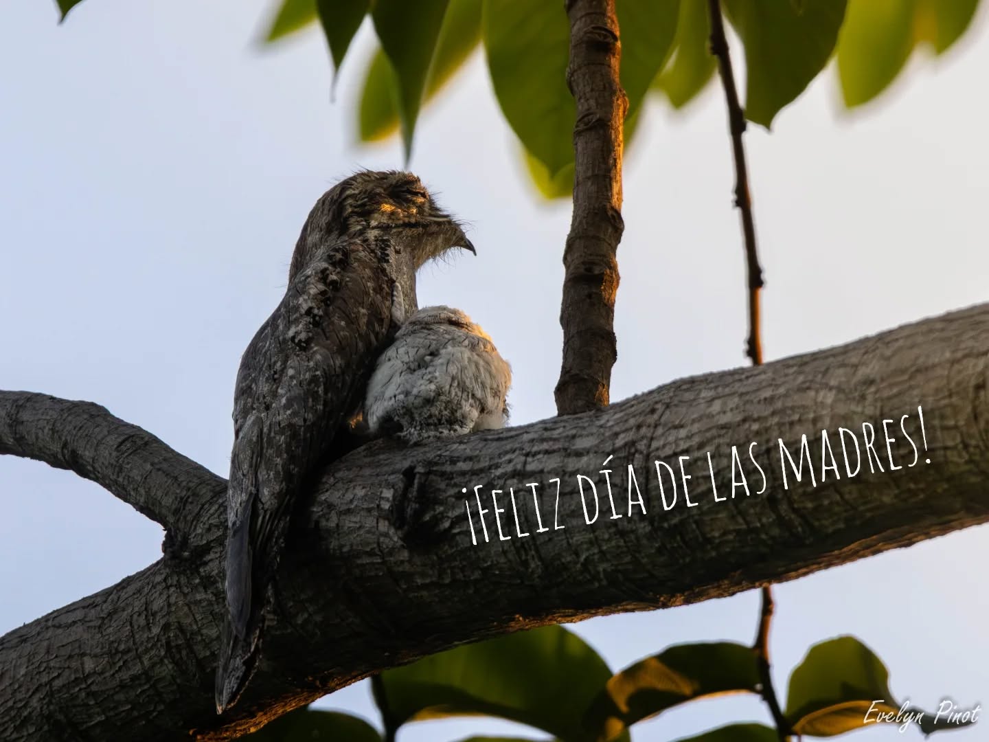 Hoy celebramos a las mamás de todas las especies 🦉🐝🦅
Desde las abejas solitarias que trabajan duro por conseguir alimento y recursos para sus crías hasta las aves quienes pasan semanas o meses enseñando a sus polluelos a volar.
En este caso tuve el gusto de poder ver un pájaro estaca norteño 𝑵𝒚𝒄𝒕𝒊𝒃𝒊𝒖𝒔 𝒋𝒂𝒎𝒂𝒊𝒄𝒆𝒏𝒔𝒊𝒔 con su pequeño polluelo, el cual va proteger ante lluvia y tormente hasta que pueda valerse por si mismo.
📍 Fotografía tomada en TECNM - Tapachula
#AvesUrbanas #biodiversidad #TapachulaChiapas #educacionambiental