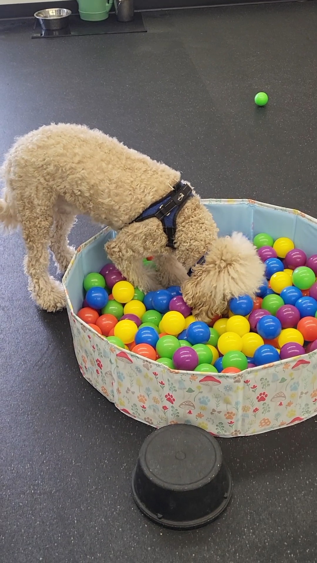 What are these doggos doing, you ask? They're participating in an enrichment exercise! Enrichment is all about giving your dog chances to be a dog. Natural behaviors like foraging, sniffing, and problemโsolving help regulate their nervous system and reduce stress. At Ruff Life, we use enrichment to build confidence, support emotional wellbeing, and make everyday life feel easier for both ends of the leash. โจ
#DogsOfInsta #DogsOfFacebook #DogsOfAsheville #Asheville #DogTrainersOfInstagram