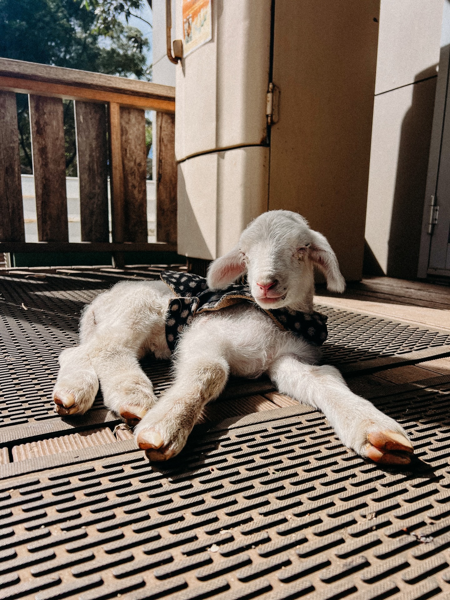 Dallas, our latest little rescue. She currently hangs out at the Roo House so for those staying with us, pop down to give her a cuddle and some company when you can.