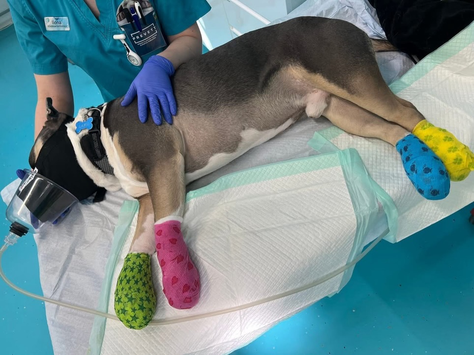 Laku poika raasu oli leikin tiimellyksessä päässyt humpsahtamaan veteen ja yrittänyt omatoimisesti päästä kallion reunaa pitkin ylös.
Siinä tiimellyksessä kaikkien tassujen kynnet olivat ottaneet kunnolla osumaa, ja Laku saapui Tampereen klinikalle näyttämään tapaturman jälkiä.
Pienet bootsithan pojalle sitten piti jalkaan laittaa ettei kynnet olisi kipeät ja lääkkeitäkin saa hetken aikaa syödä, mutta onneksi kynsien poistolle ei ollut tässä tilanteessa tarvetta! 🩵
Toivotamme tyylikkäälle ja reippaalle Lakulle pikaista paranemista ja rentoa kevään jatkoa, koko klinikan puolesta. 💛