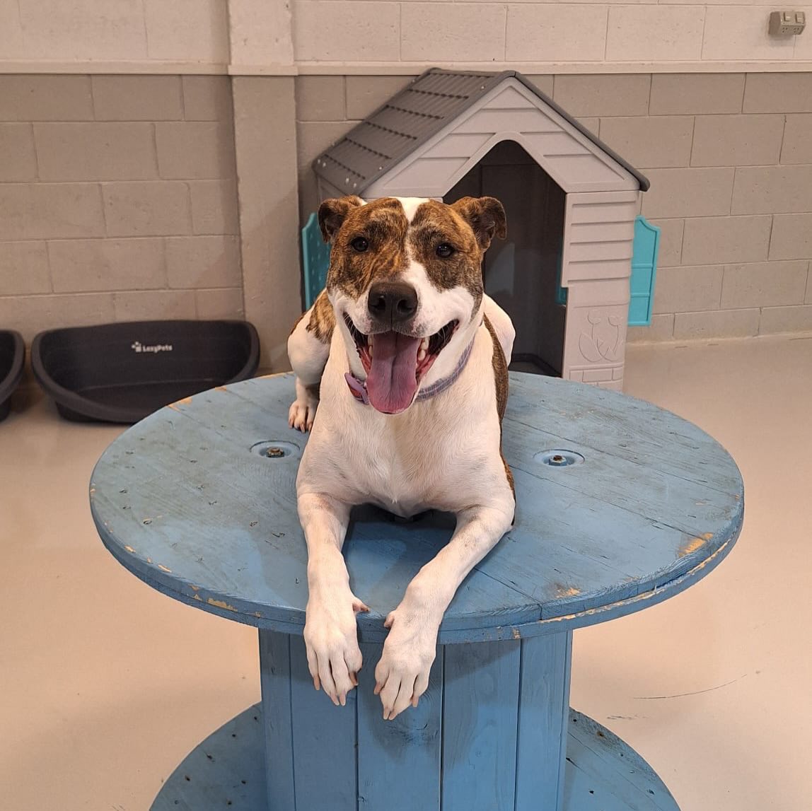 Thursday fun 🥳🐾🐶
.
.
.
.
.
.
#dogdaycarelife #dogsofnz #aucklanddogs #fun #wooflandnz