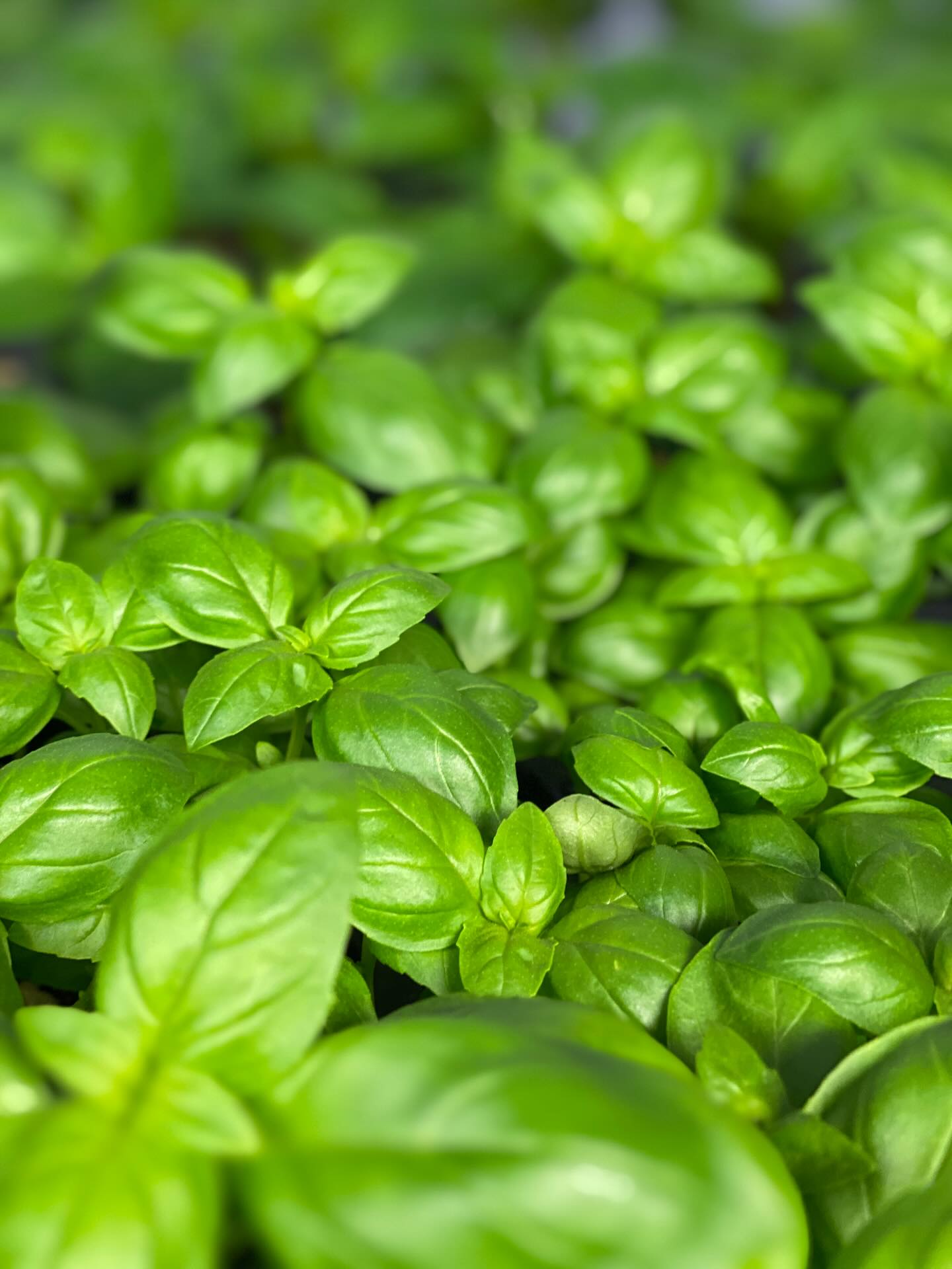 Spring time on the farm. We are getting ready for our farmers markets!
OPENING DATES
Gresham farmers market
Saturday, May 2nd, 8:30-2pm
Mount Hood farmers market (Sandy)
Friday, May 15th, 2-7pm
We’ve missed all of you! Can’t wait to see everyone again.
#sliceofheavenfarm