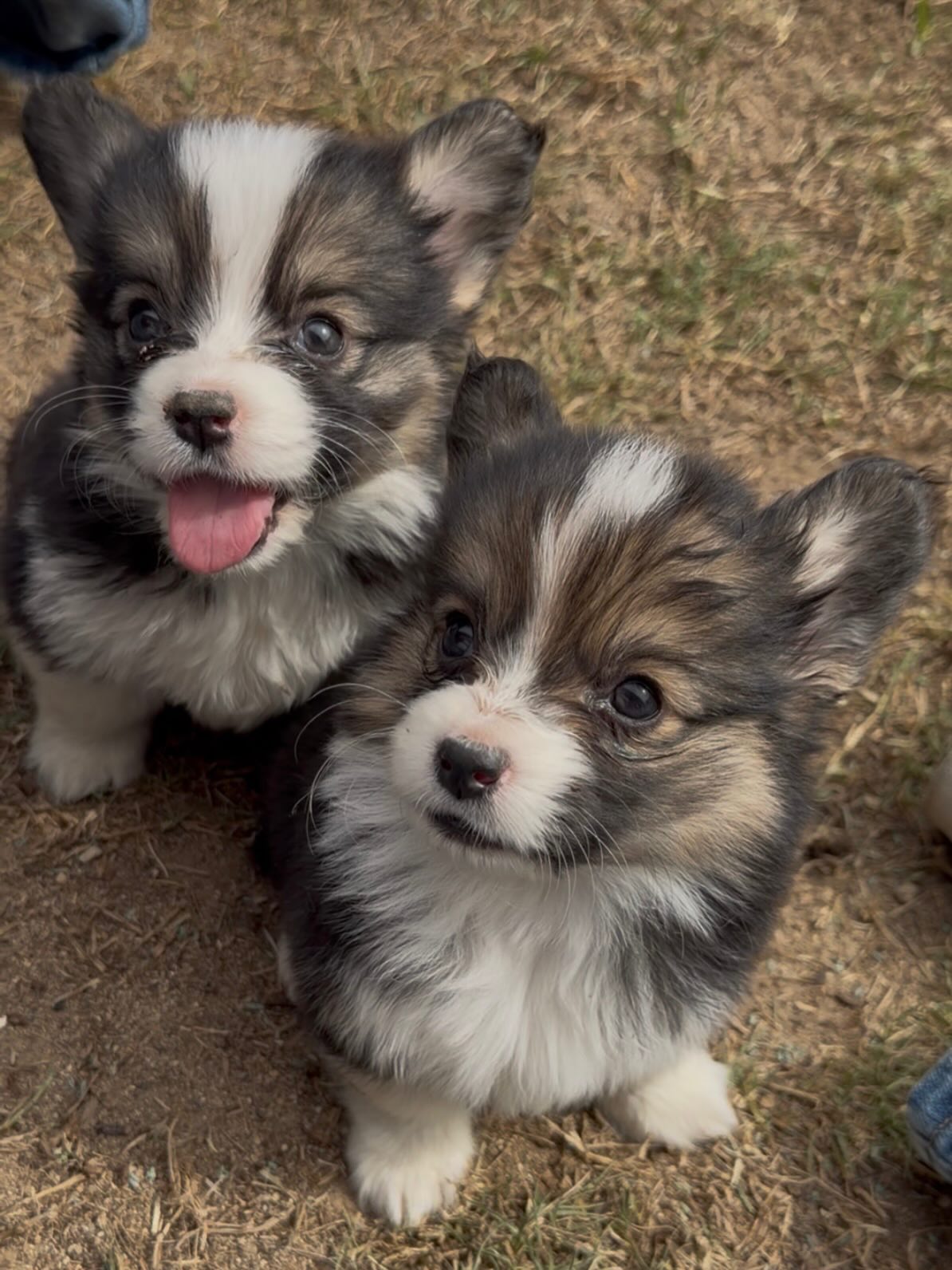Meet our sweet girl
✨Benny✨
She has been diagnosed with a heart condition. We always want to be transparent and we also want her future family to fully understands her needs. Right now she is happy, playful, and enjoying life!
•
Many dogs with similar conditions live happy lives with proper veterinary care. Depending on her individual course, she may or may not need corrective surgery in the future. We are committed to placing her with a family who understands the diagnosis, is willing to work closely with their veterinarian, and most importantly will love her completely
•
She is an amazing puppy who deserves every chance at a full, happy life with a loving family. If you think that could be you please message us for more information! If not please like and share so more people will see this post and we will find this little beauty the perfect home!
Go fund me for Bennys medical care and surgery can be found in a link in our bio!