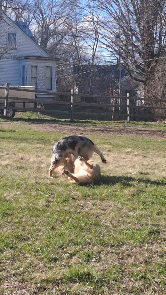 90 seconds of floppy land shark Poppy and the Mighty Mimzy! 😄
#fortheloveofdogs #playtime #noharmfarm #plantpowered #dogsofinstagram