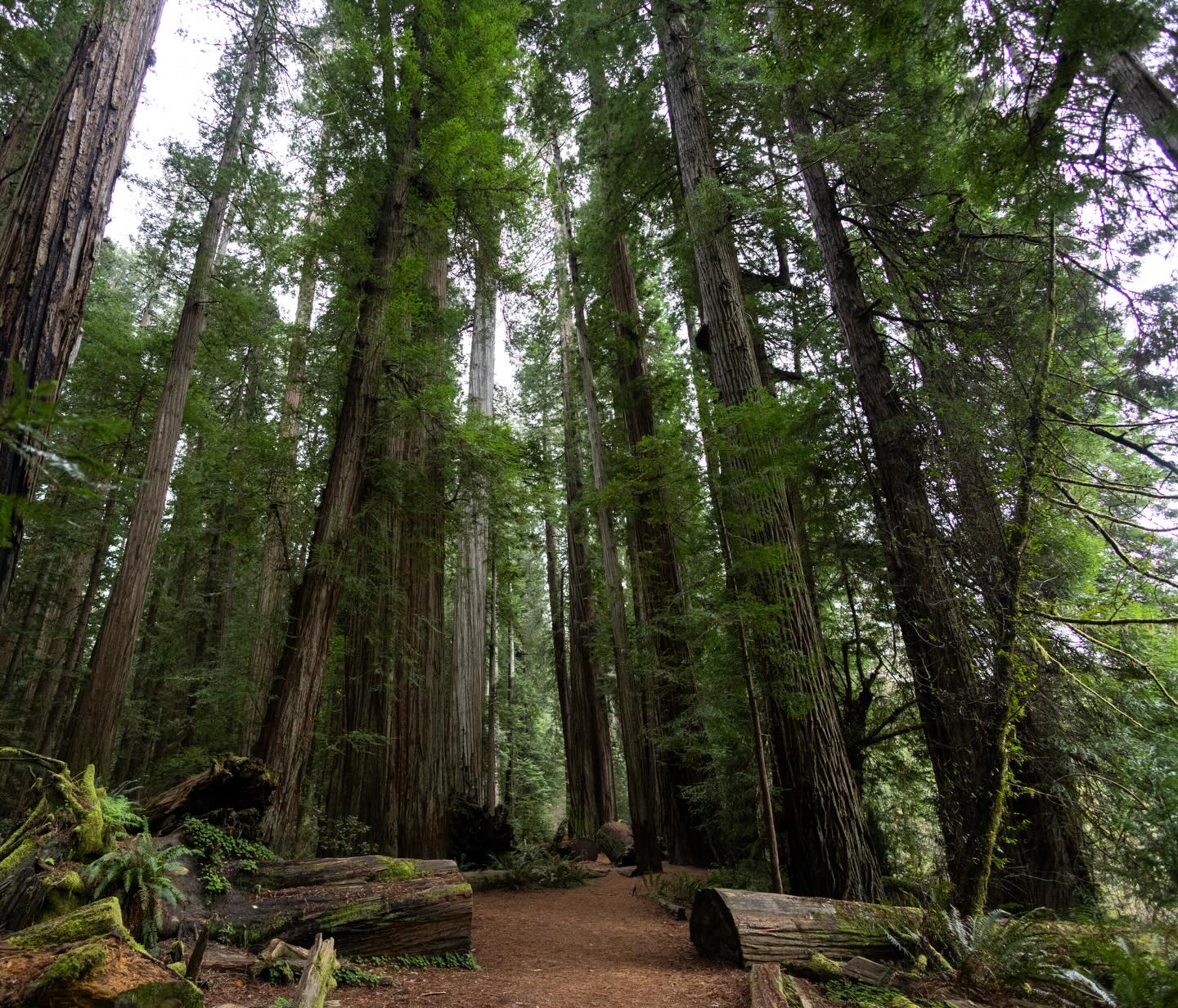 Welcome to the deep forest. You are now entering the heart of the largest forest in the world.