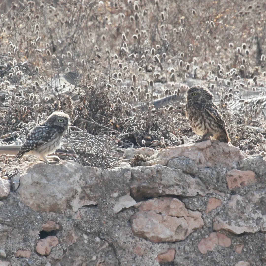 Little owl parenting.
#islandwildlife #kefaloniawildlife #greekwildlife #guidedwildlifewalks #birdlovers