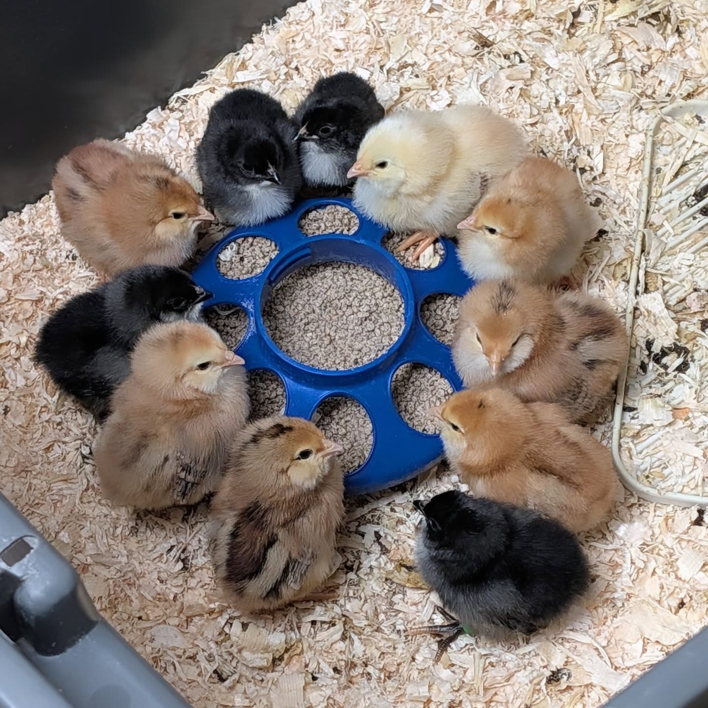 Seems like the Evergreens are having a serious roundtable discussion 🤣