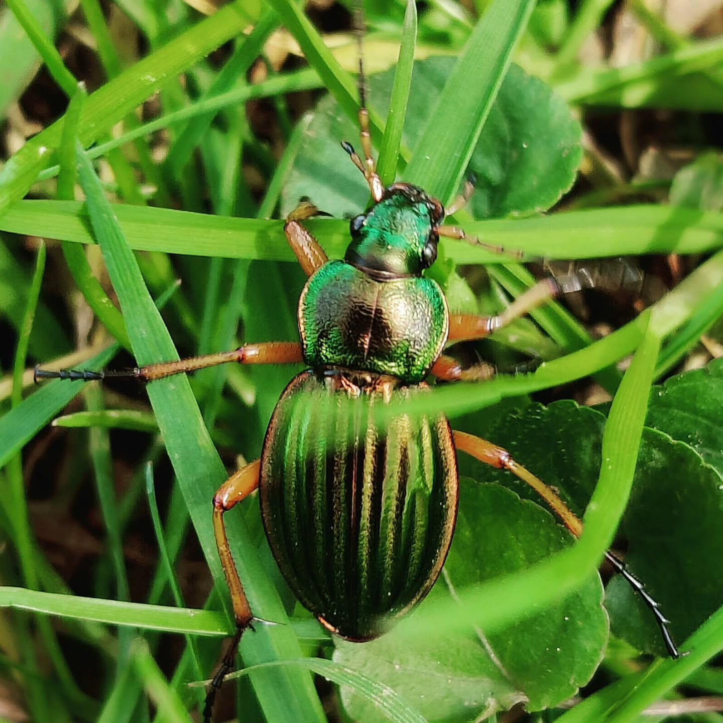 Nature is such an amazing source of inspiration! π Look at the beautiful colours and textures on this beetle. So magnificent! πβ¨ It's the little things that make me smile. π #NatureLover