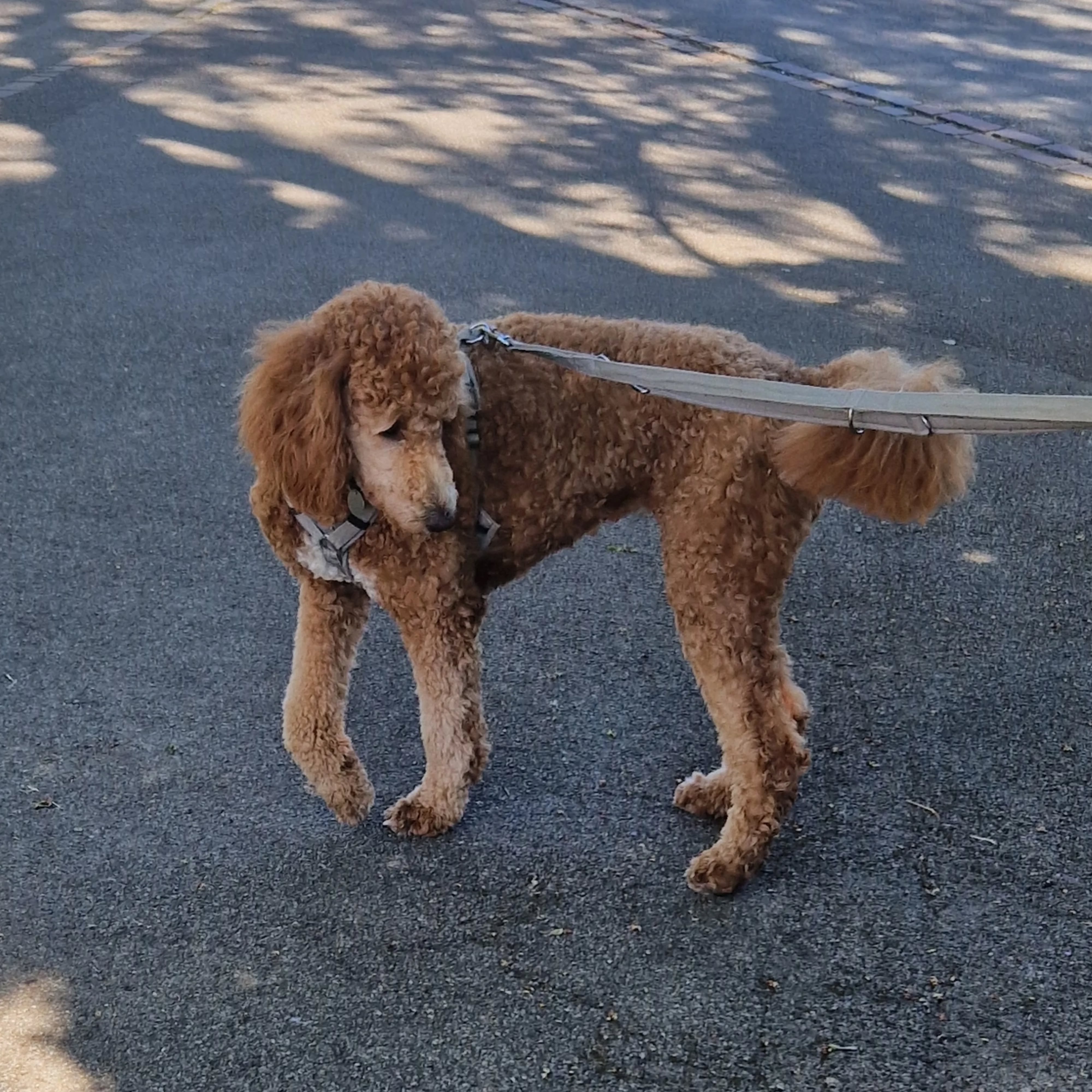 Senta hat heute fleissig geübt, sich nicht zu sehr ablenken zu lassen 🐕
#assistenzhundeschweiz #assistenzhundeverein #assistenzhundeausbildung #gemeinnützigerverein #assistenzhundeteam