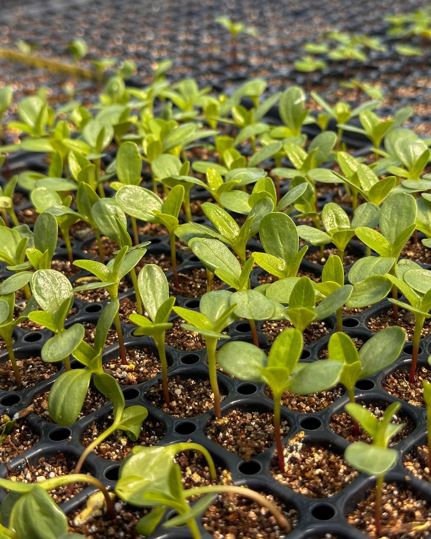 π±β¨ Guess the Seedling β¨π±
These little guys are just getting started in the greenhouse, but they will be blooming with beauty before we know it!
Hint: Theyβre a summer favorite and pollinators LOVE them ππ¦