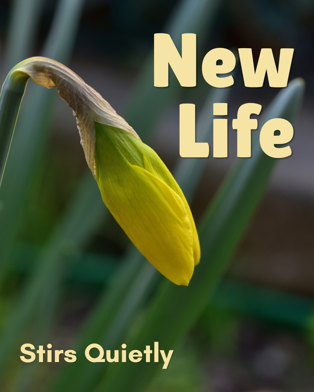 New life often grows quietly.
In small moments. In unseen ways. And that is enough.
Spring reminds us of this truth. Beneath the thawing ground, roots stretch deeper before anything blooms. Buds form long before they are visible. Growth begins in hidden places.
So it is with the soul.
In the hardest seasons—when circumstances feel barren or uncertain—God is still at work. In communities facing scarcity, in hearts carrying grief, in lives that feel overlooked… new life is taking root. It may not yet be seen, but it is real. Strength is forming. Hope is stirring. Faith is deepening.
We often look for transformation in the dramatic, the immediate, the visible. But the most lasting growth is often quiet, steady, and unseen.
This season, may we trust the hidden work.
May we honor the small beginnings.
And may we believe that even in the most challenging places—new life is already growing.
#NewLife #GodisatWork #Transformation #HopeStirring #Faith #MissionPartners