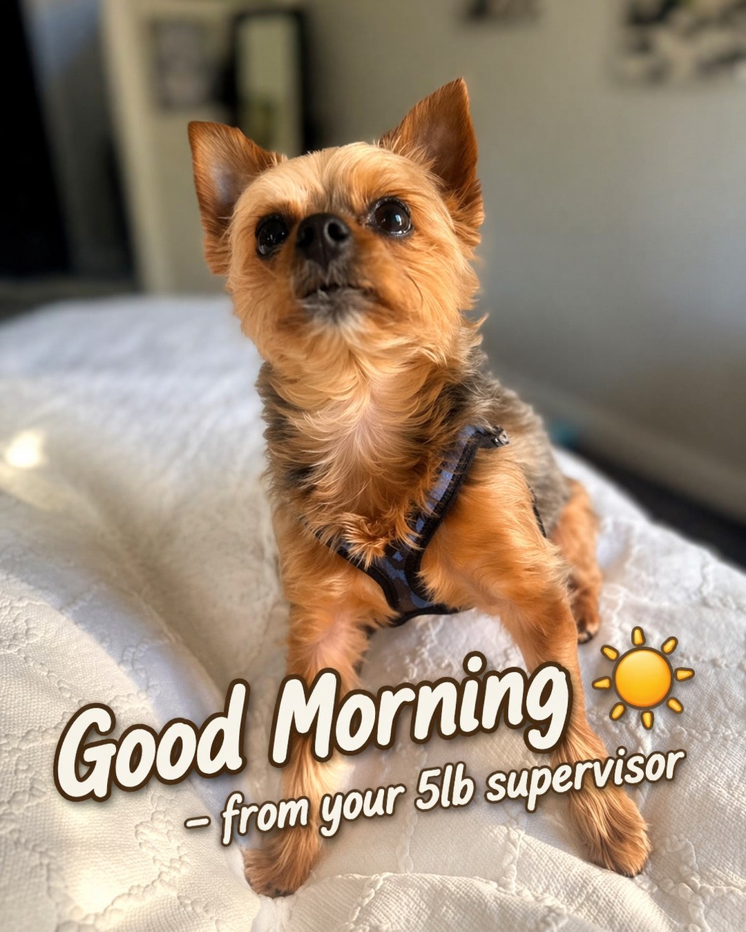 Good morning… from the smallest energy in the room
with the biggest presence 🐾
There’s something about mornings—
quiet, a little chaotic, and full of whatever mood shows up first.
Sometimes it’s calm.
Sometimes it’s… Joshua energy 😅
And honestly? That’s kind of how creativity works too.
You don’t force it—you feel it.
👇 What kind of energy are you waking up with today?
#morningmood #artistlife #musiccreator #creativeenergy #yorkielove #petmoments