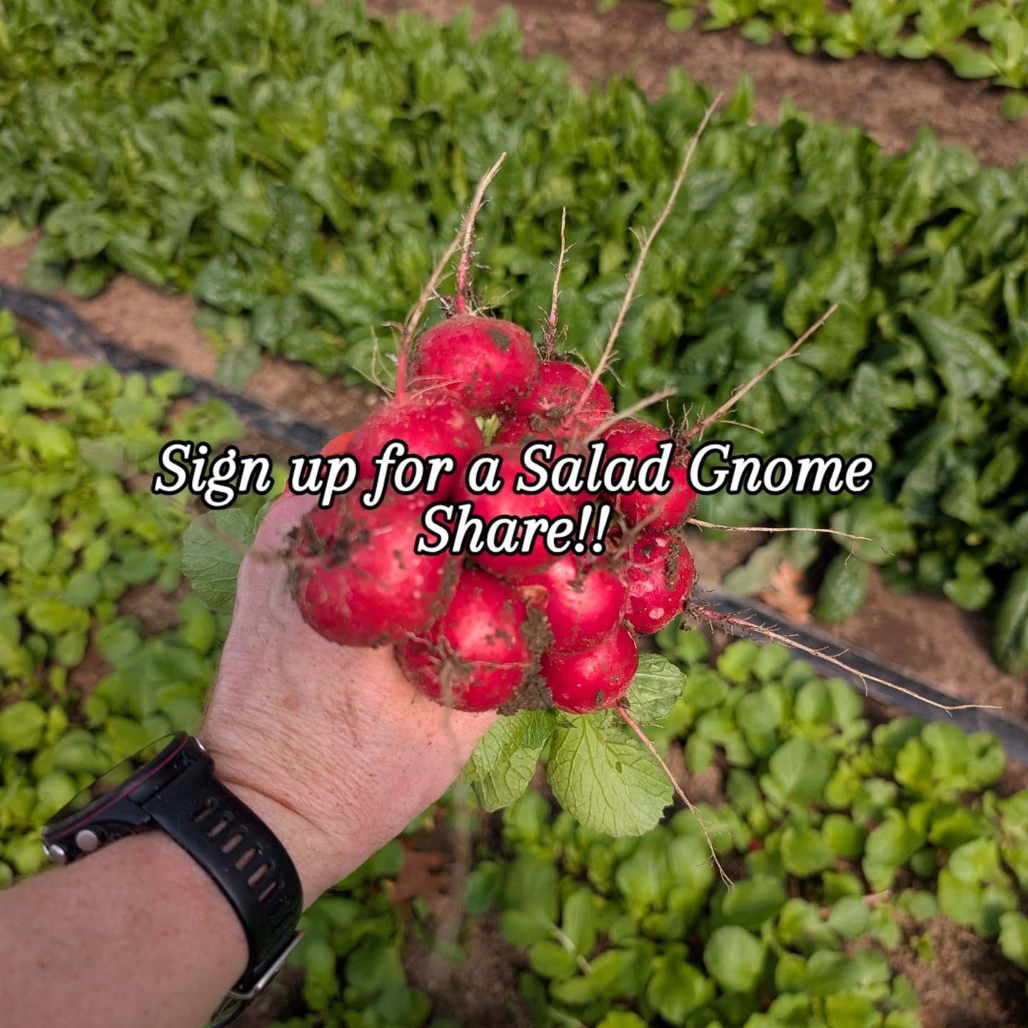 Salad Gnome Shares begin in less than 3 weeks! Sign up today for a weekly subscription of the finest organic veggies Kalamazoo has to offer! Link in Bio.