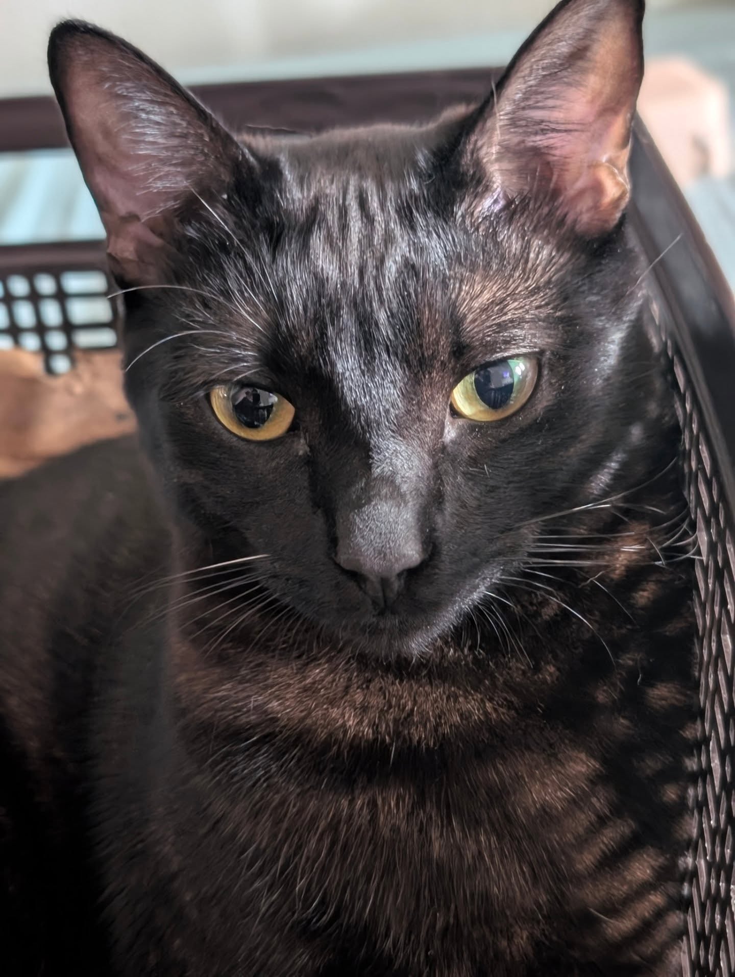 Cat picture of the day: Darwin.
#Cats #CatsAgram #CatsOfInstagram #CatOfTheDay