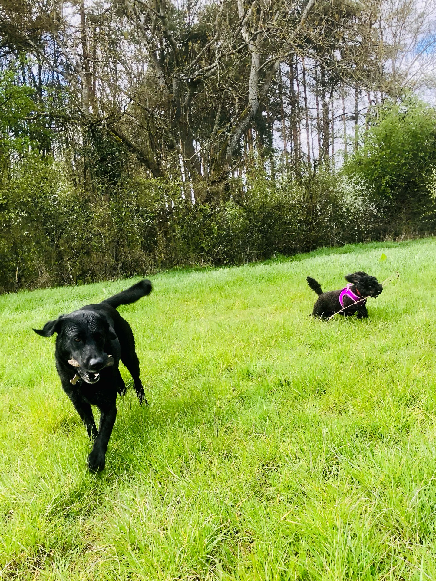 🤪🐾❤️
If your dog would like to have a walk with us then contact us at www.ardendogwalking.co.uk and check out our half-day experience.
#ullenhall #tanworthinarden #hockleyheath #henleyinarden #dog