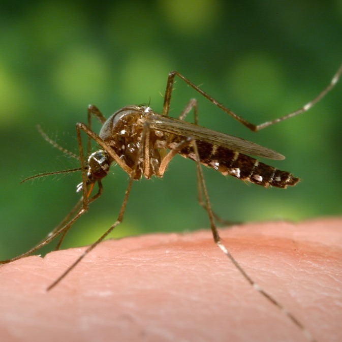 📢 ¡ALERTA DENGUE EN ARGENTINA! 🇦🇷
El escenario cambió y la prevención ya no es opcional. Según los últimos reportes de la OMS y el CDC, el Dengue está rompiendo récords históricos de propagación, y Argentina no es la excepción.
Lo que tenés que saber hoy:
🌡️ EL CLIMA NO AYUDA: El aumento de las temperaturas medias anuales y el fenómeno de El Niño han extendido la temporada de mosquitos. 🦟🦟🦟
Lo que antes era un riesgo de verano, hoy persiste hasta bien entrado el otoño. 🧣😰
💡 DynaTip
¿Sabías que los huevos del Aedes aegypti pueden resistir hasta un año en sequía? No basta con vaciar los recipientes; es fundamental cepillar las paredes de los envases para desprender los huevos que quedan adheridos. El mosquito es urbano y vive con nosotros.
🛡️ LA FUMIGACIÓN NO ES TODO: Como expertos en control de plagas, te recordamos que la aplicación de productos es solo una parte. Sin "descacharrado" (eliminación de envases con agua), el ciclo de vida del mosquito no se corta.
⚠️ RIESGO DE REINFECCIÓN: Con la circulación de distintos serotipos de la enfermedad en nuestro país, una segunda infección puede ser mucho más grave que la primera.
🚀 ¿Tu empresa o consorcio necesita un plan de manejo integrado de mosquitos? No esperes al brote. En DynaPest trabajamos con protocolos profesionales para proteger tu espacio.
📍 Servicios en todo el Alto Valle.
✅ Contactanos ahora:
💬 WhatsApp (clic aquí): https://wa.me/5492994567415 📲
📧 Correo: info@dynapest.com.ar
📩 Mensaje Directo: ¡Consultanos por MD!
#DengueArgentina #DynaPest #AltoValle #ControlDePlagas #Neuquen #Cipolletti #SaludPublica #PrevencionDengue #AedesAegypti #ManejoIntegrado #DynaPestNeuquen #Zika #Chikungunya
🔍 Fuentes:
Para que te informes con datos oficiales y científicos:
World Health Organization (WHO): Dengue - Global situation (2023-2026).
Centre for Disease Control (CDC): Areas with Risk of Dengue.
Pathogens Journal (2020): Estudio sobre resistencia de vectores y control biológico (Dahmana H, Mediannikov O.).
Frontiers in Allergy (2021): Análisis de respuesta inmunológica y riesgo de serotipos (Cantillo JF, Puerta L.).
Foto: CDC/ James Gathany