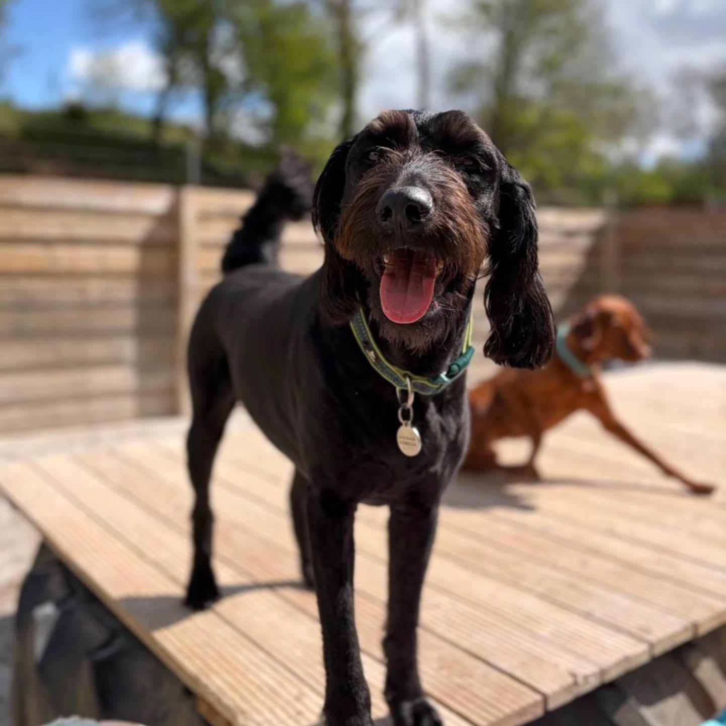 Happy dogs at Doggy Daycare 🐕 ❤️ Enjoying the sun and friends.