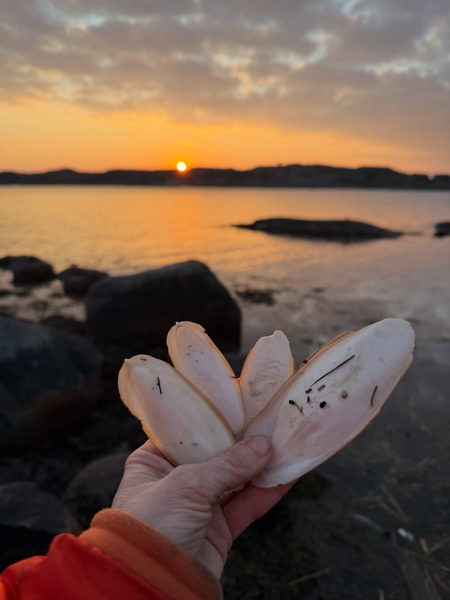 Har ni hittat sådana här på stranden någongång? Vet ni vad det är?
Det är skelettet av en tioarmad bläckfisk. De flyter iland efter stormar som den här vi hade i påsk. De består mest av kalciumkarbonat. Fåglarna gillar att hacka i skalen, det ger dem ett extra tillskott av kalcium 🦢
De kallas också sepiaskelett.
#Käringön #bohuslän #södrabohuslän #sweden #världensvackrasteskärgård