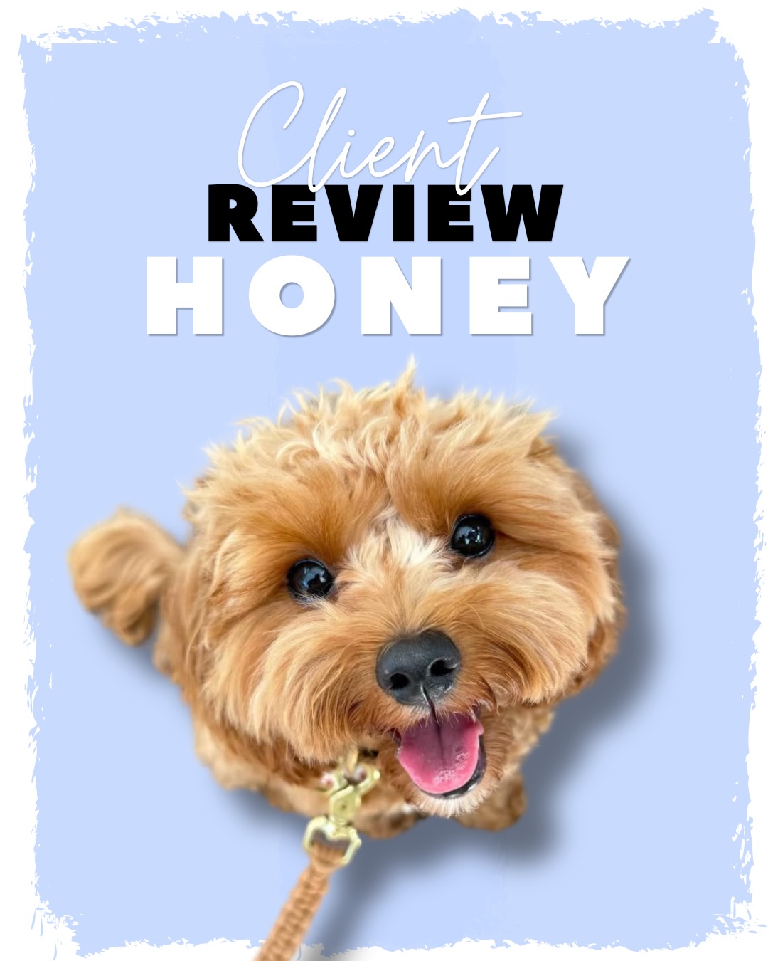 CLIENT REVIEW: HONEY 🍯
A whole 3kg of pure sass and cheekiness. So grateful to have met her and her parents. She’s always a blessing when she comes to stay, holds her own against my two and has the best model strut when we walk 🫶🏼 love you my honey pot