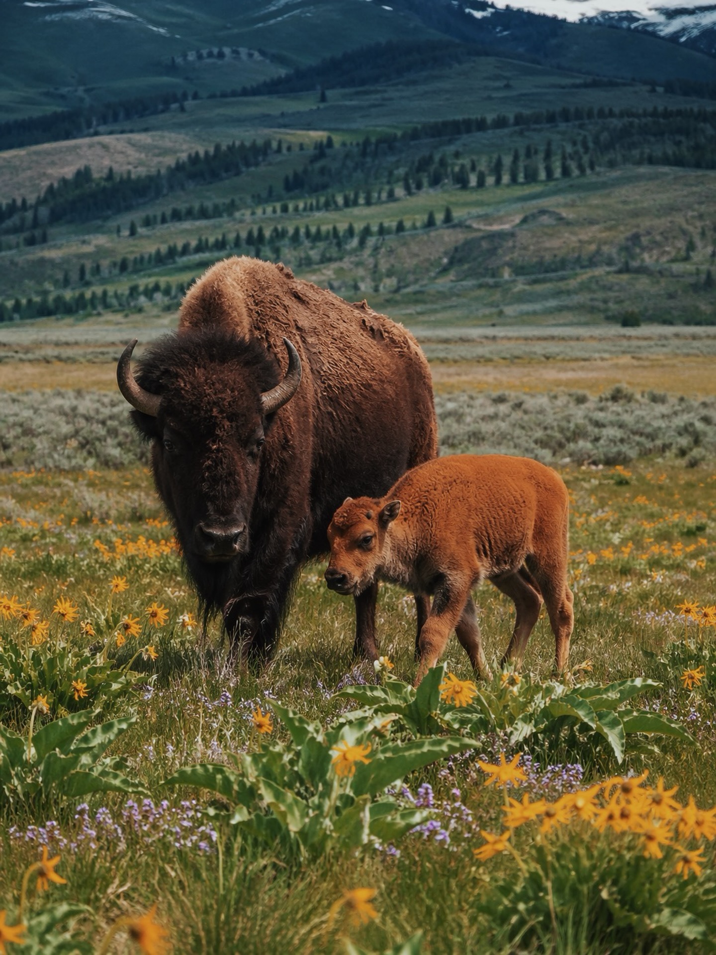 spring in Yellowstone just hits different 🌼🦬
wildflowers are popping, wildlife is out, and adventure season is waking up.
book your stay now and get 10% off stays during MAY with code MAY10 ✨
#yellowstonepeaks #yellowstone #islandparkidaho #visitidaho #yellowstonenationalpark cabinvibes boutiquehotel springgetaway familytravel mountainescape travelidaho nationalparktrip
