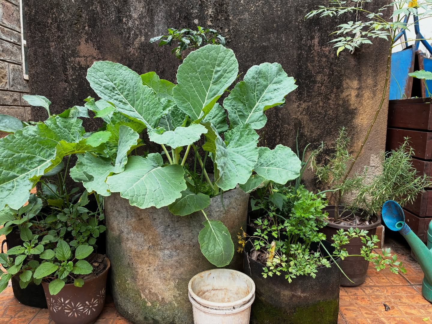 Small spaces, dense growing. In just two months, lots of greens coming up ready for harvest 🌾🌿🐝