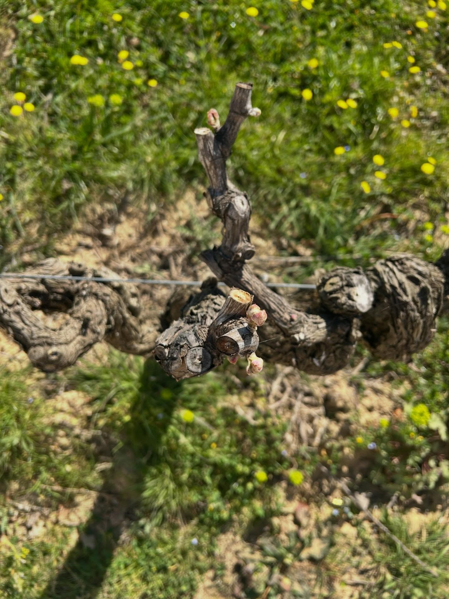 DÉBOURREMENT
Fin de la période hivernale pour nos vignes qui s’éveillent, laissant apparaître premiers bourgeons et feuilles
#vignoblefamilial #vignes #côtesdurhône #domaineviticole #sabran