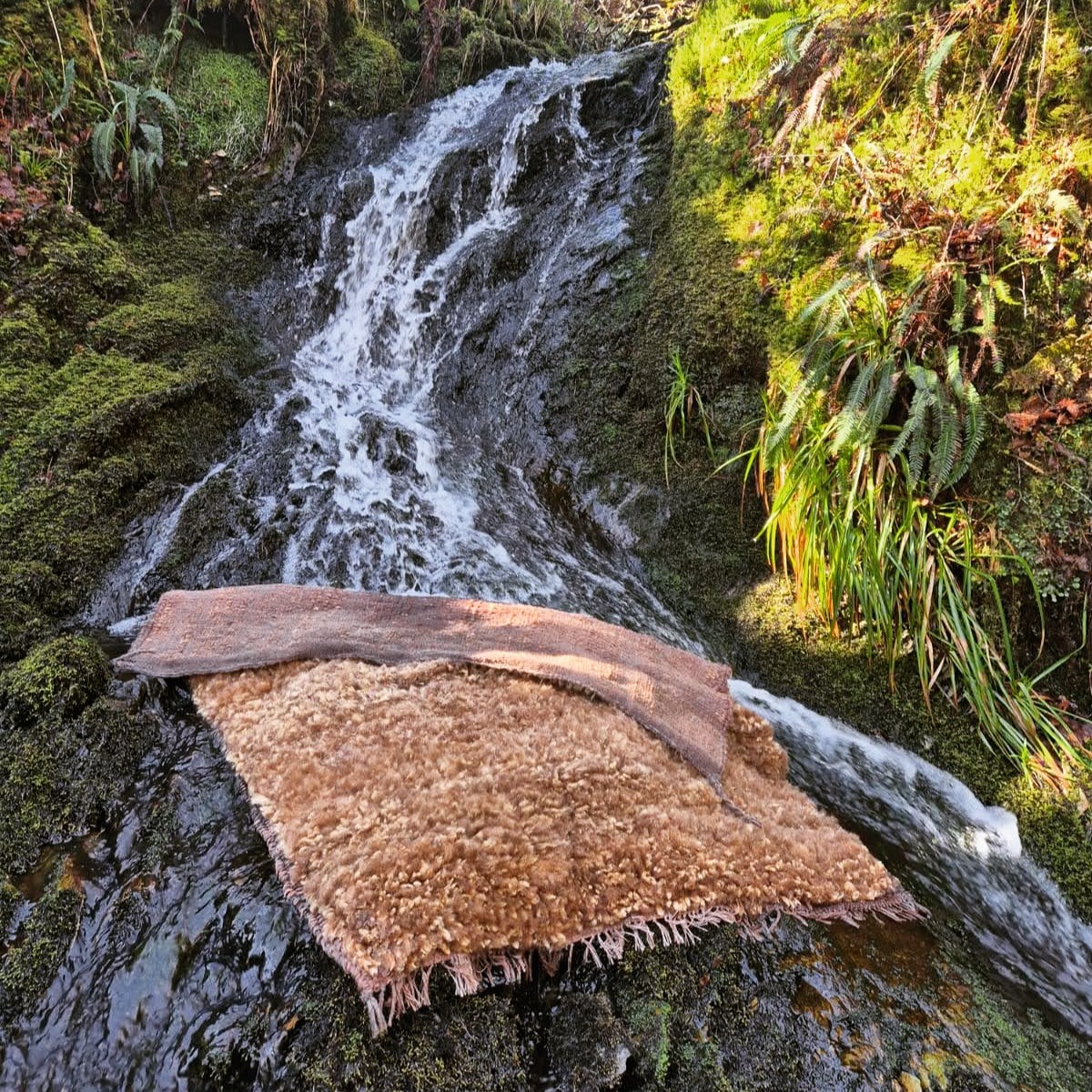 Fulling the Manx-inspired vararfeldr in our local mountain stream felt like a fitting tribute to the beautiful glens and waterfalls of the Isle of Man.
While washing the cloak, we realised that although the water was moving underneath it with some force, none of it managed to penetrate the dense layer of fleece with its natural lanolin coating!
We had to really fight it to go under, which just goes to show what a marvellous "Viking raincoat" this would have made for that changeable Manx weather!
#weaver #handwoven #vikingweaving #vikingcloak #vararfeldr #vikingreenactment #vikingcraft #heritagecraft #manxheritage
