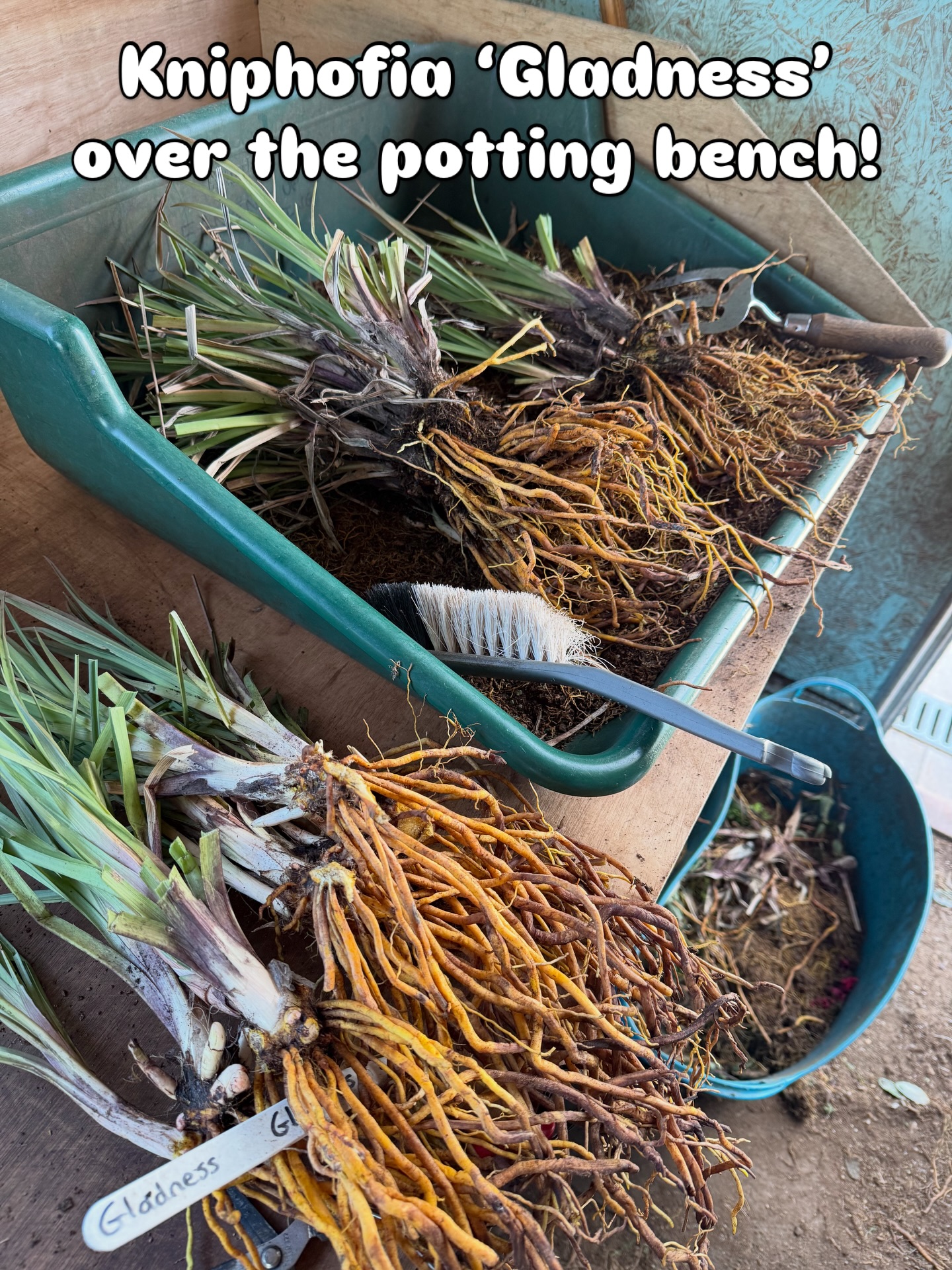 Our first fairs have been busy which keeps the pressure on the potting bench to keep filling gaps! The daily temperature swings this spring are playing havoc with cuttings but some lovely stock coming through! I’d like to show more of this side of the nursery but time gets away! #pottingbench #propagation #peatfree #plantnursery #smallbusiness