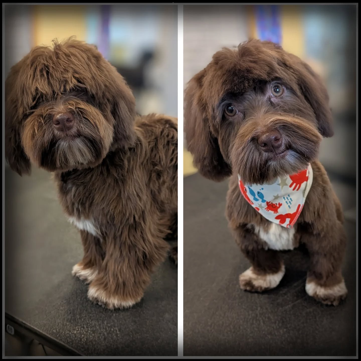 Oscar ,why are you so cute??