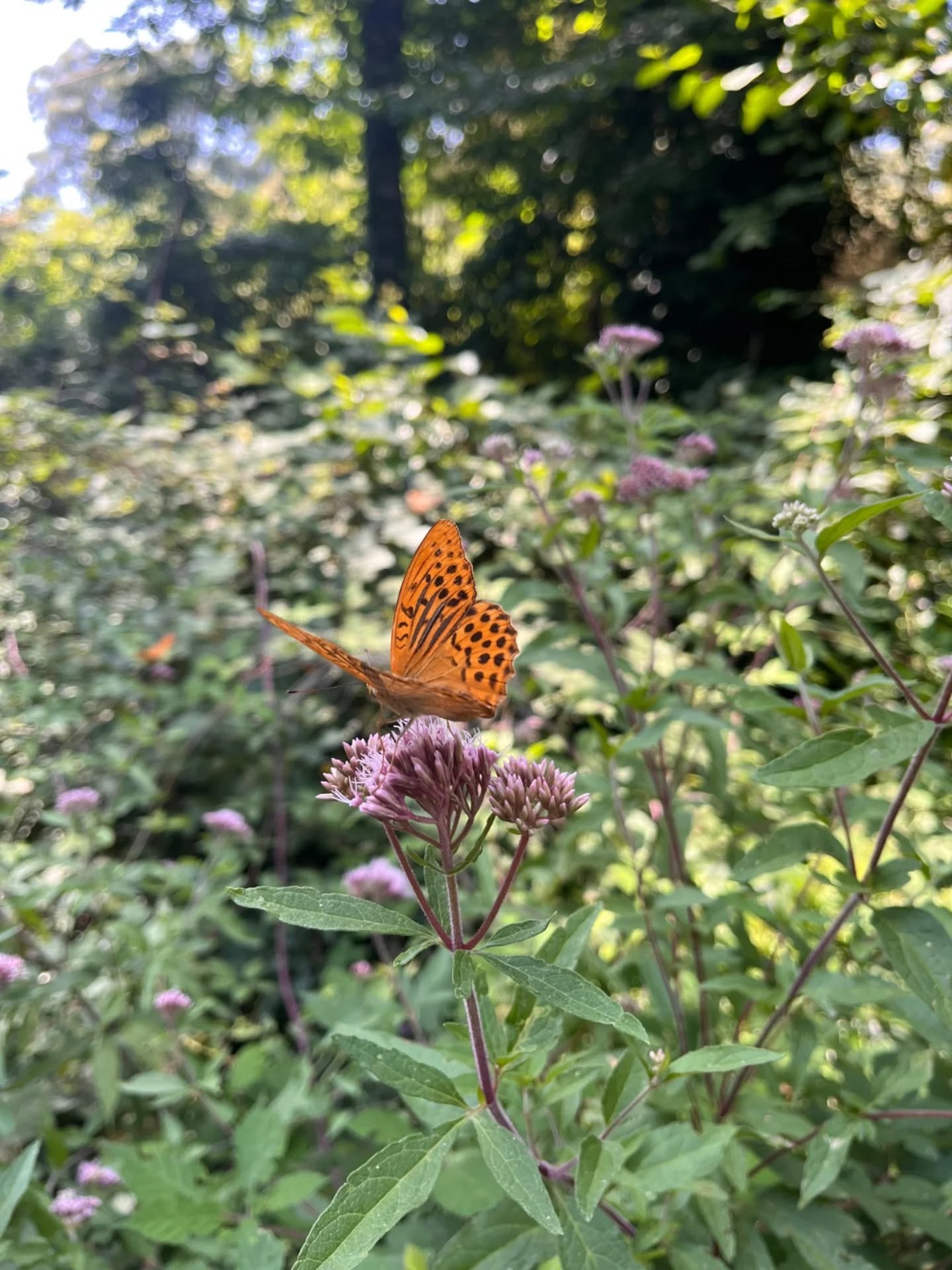 Quan vinguis, a més de divertir-te, descobriràs petits detalls de la natura que et quedaran per sempre. 🌿🦋
#ParcDAventures #Natura #ExperiènciesÚniques #AireLliure #Família Aventura Descobreix Moments Catalunya TurismeActiu