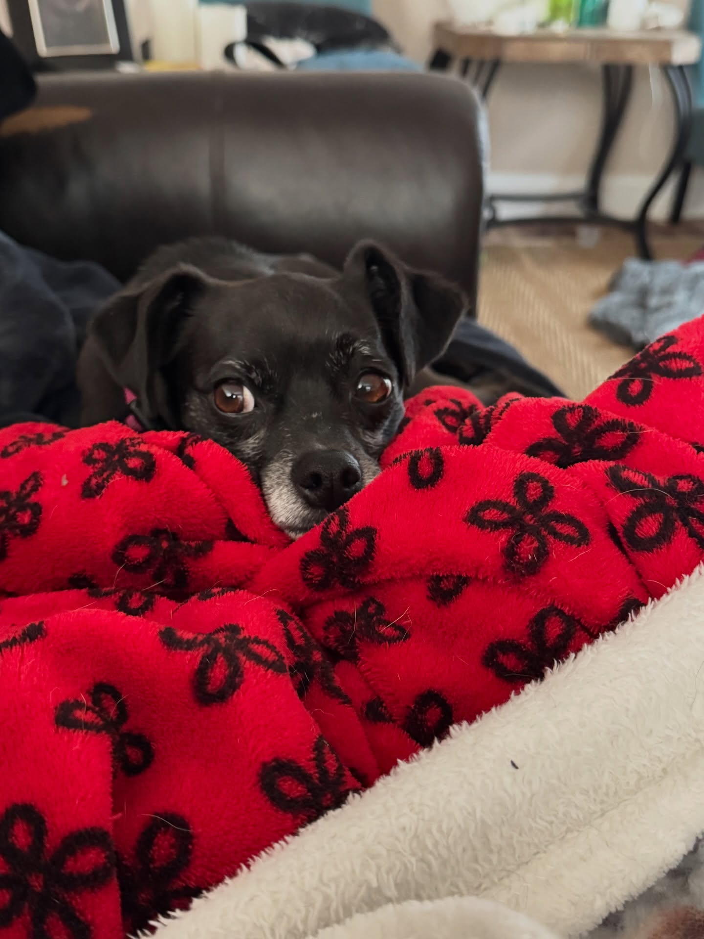 Baylee: ready to nap… but still on high alert 🐕🦺👀
All ears, just in case something exciting happens.
#dogsofinstagram #instadog #doglife #doglover #cutedogs
@4dingledogs 🐾