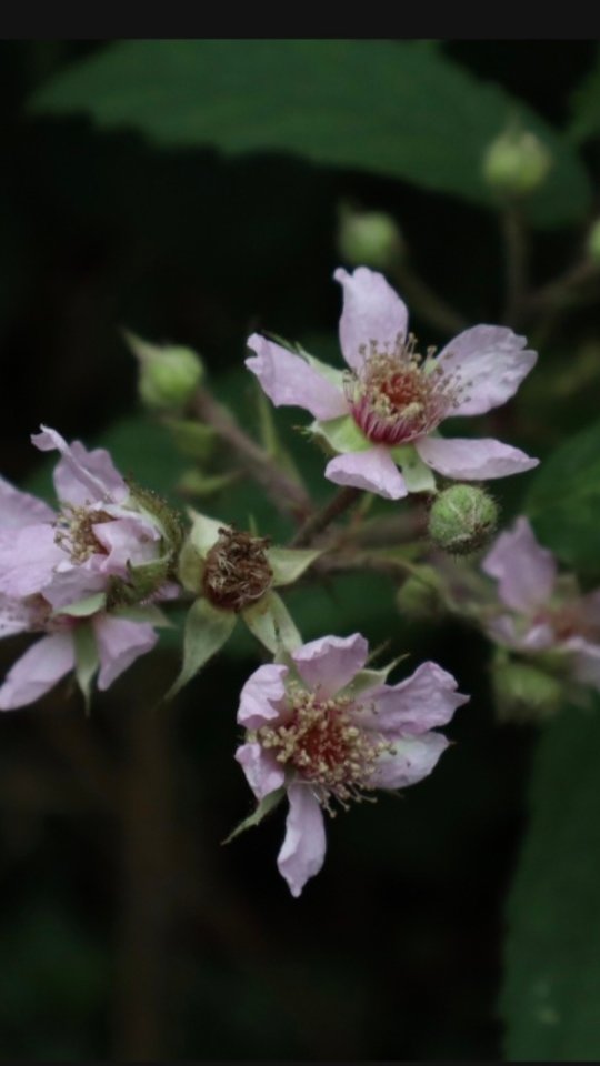 Avril 2026
Fleurs de voyage.
Observer toujours et encore...
S'arrêter et s'inspirer.
.
.
.
#poussiereredesrues